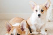 Cardigan Welsh Corgi: Traits, Care, and Training Guide