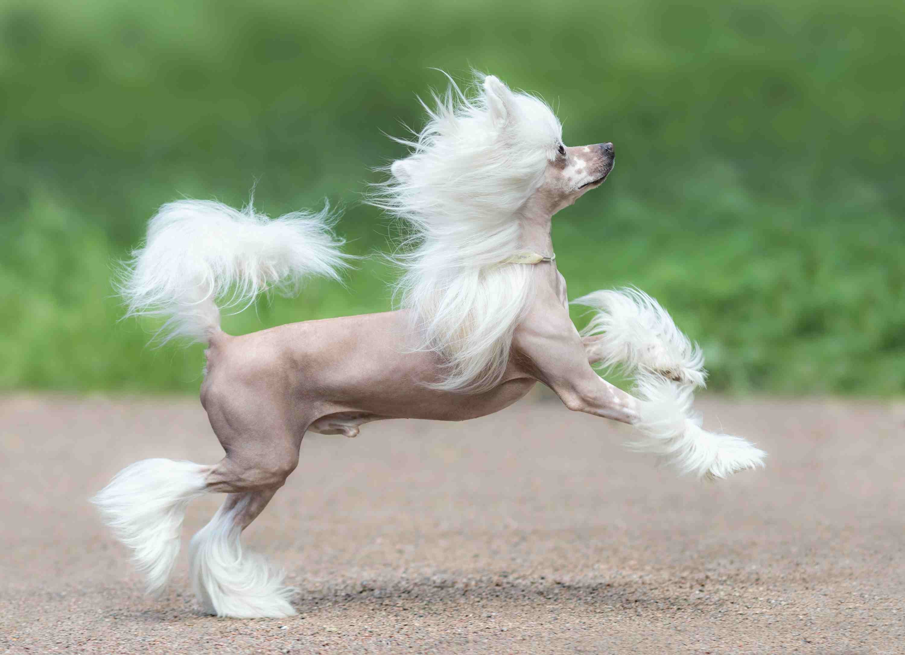 Chinese Crested Dogs: Comprehensive Breed Guide, Care Tips & Adoption Info