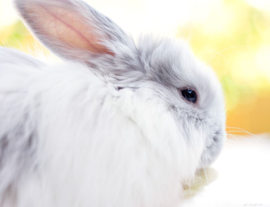 43 Rabbit Breeds Ideal for Your Home