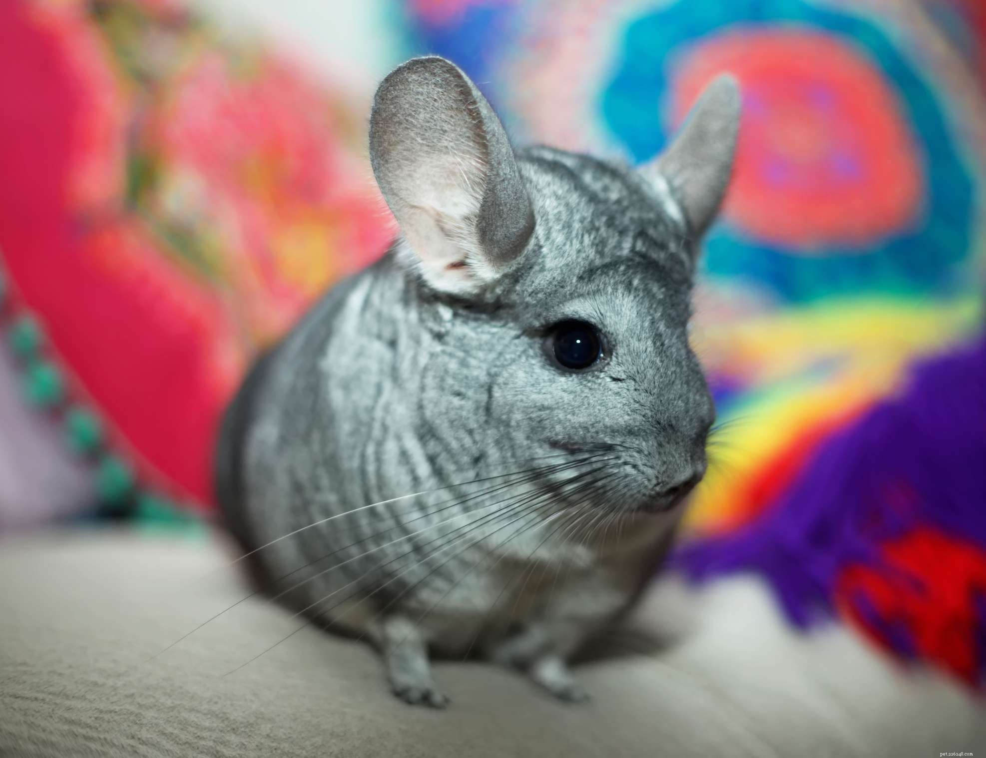 43 Rabbit Breeds Ideal for Your Home
