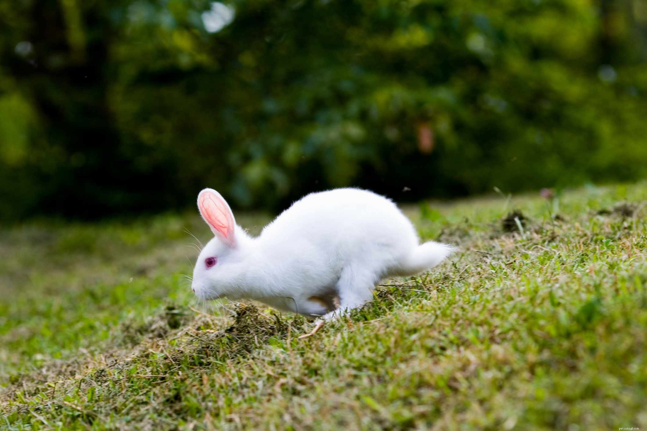 43 Rabbit Breeds Ideal for Your Home