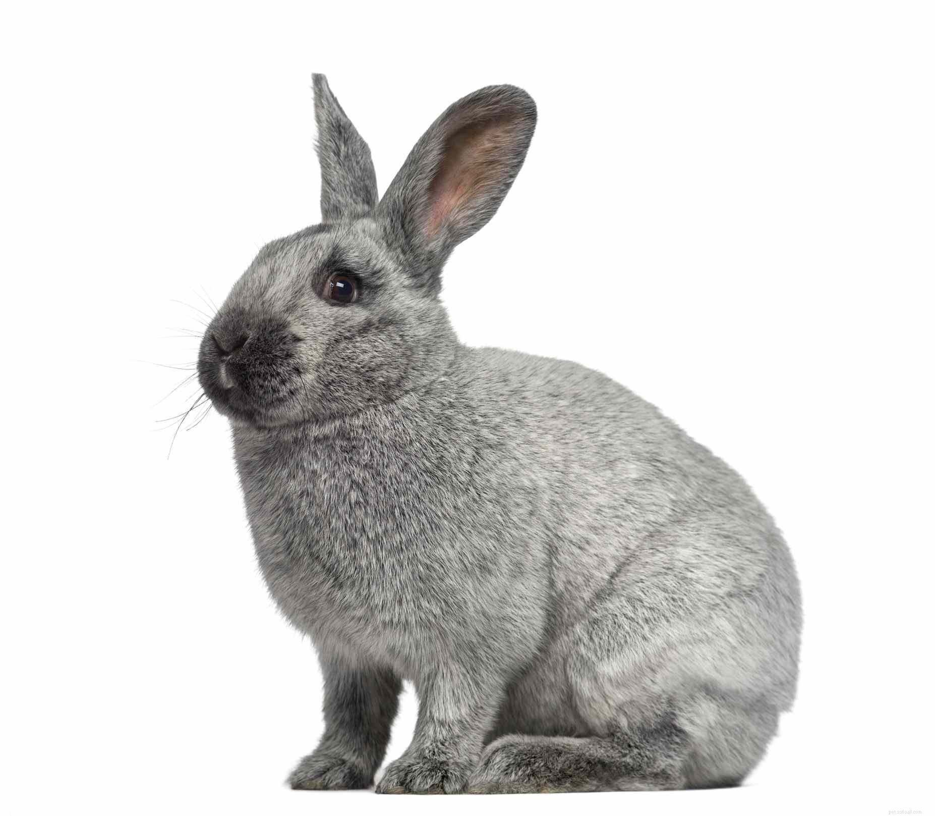43 Rabbit Breeds Ideal for Your Home
