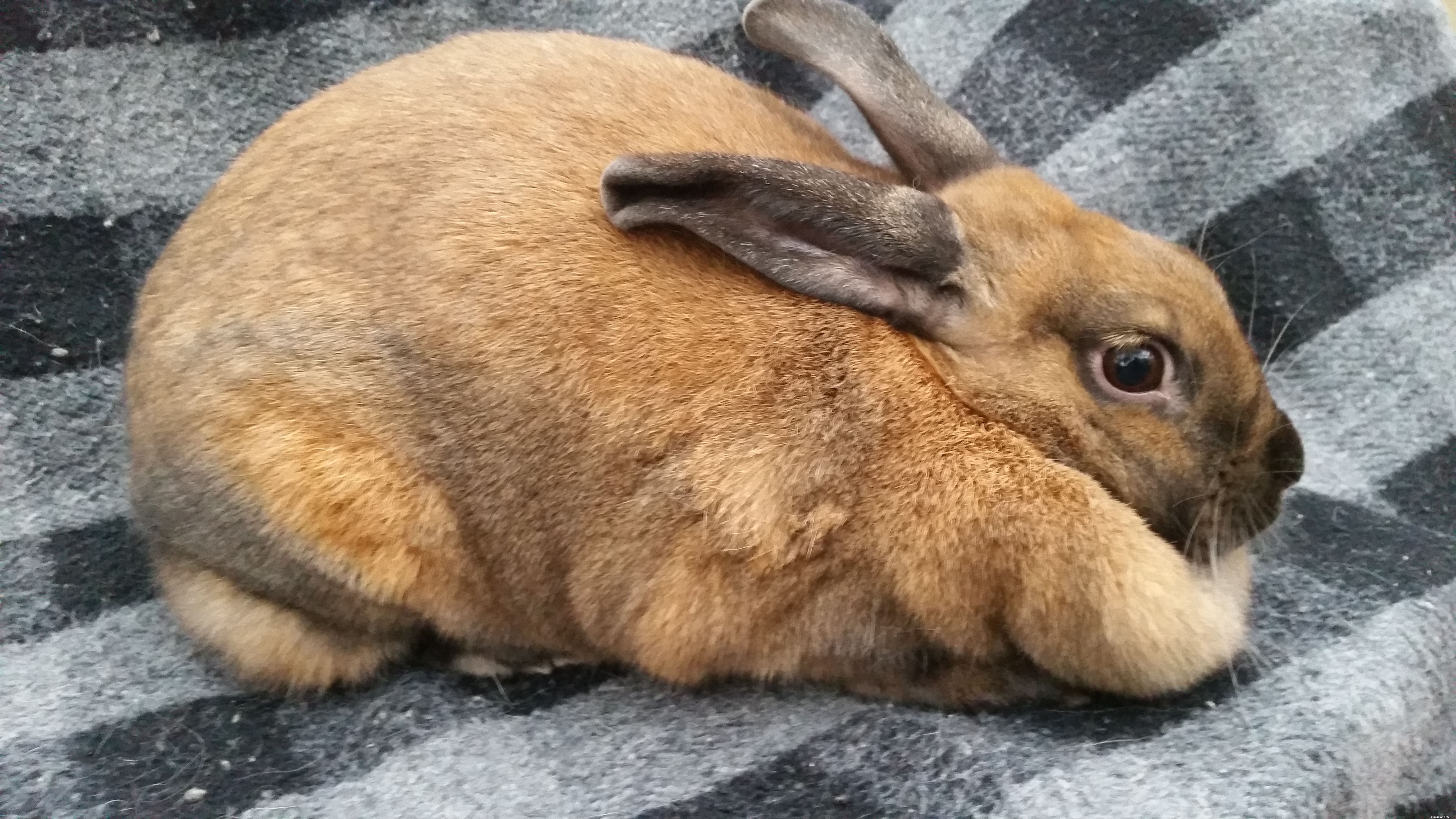 43 Rabbit Breeds Ideal for Your Home
