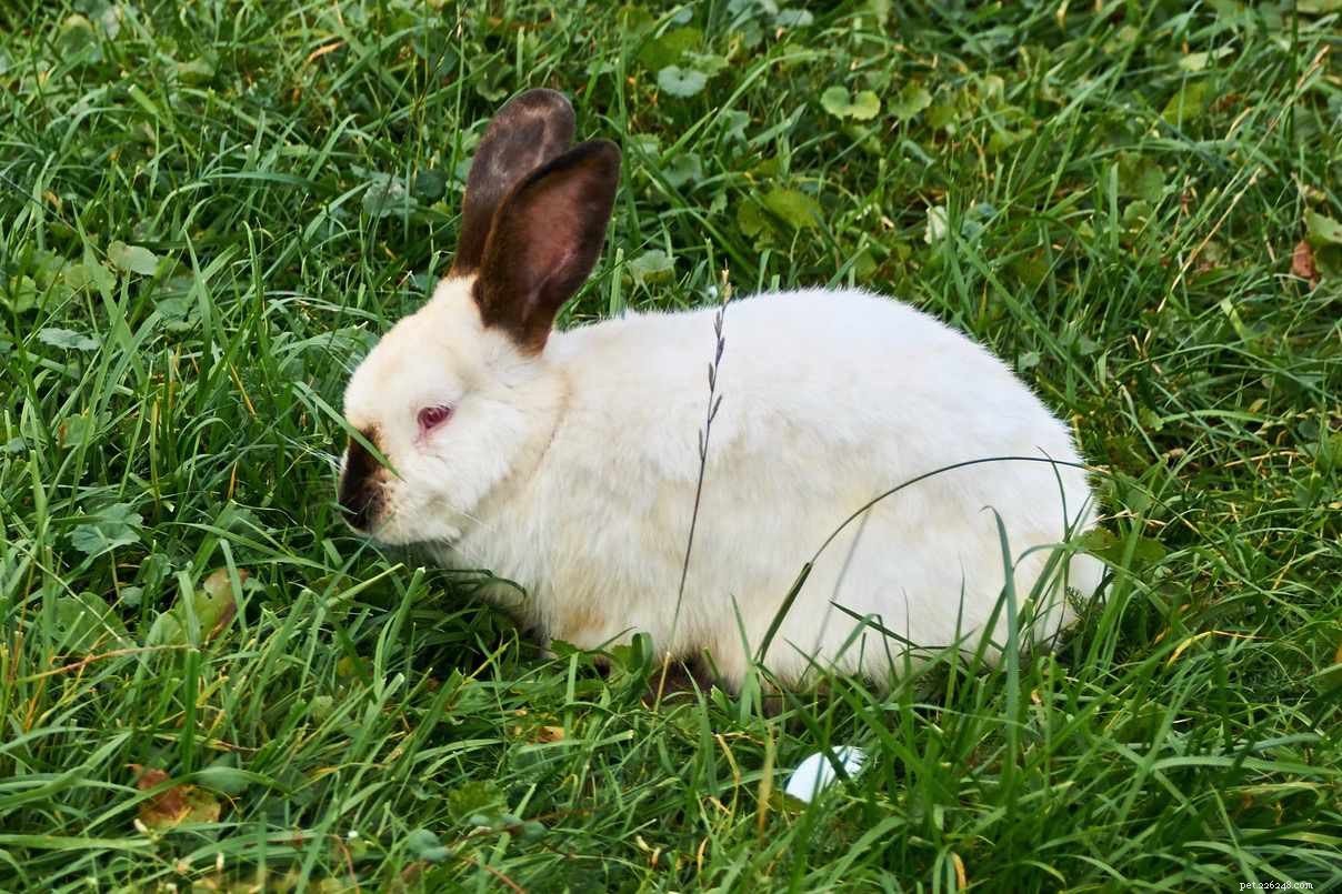 43 Rabbit Breeds Ideal for Your Home