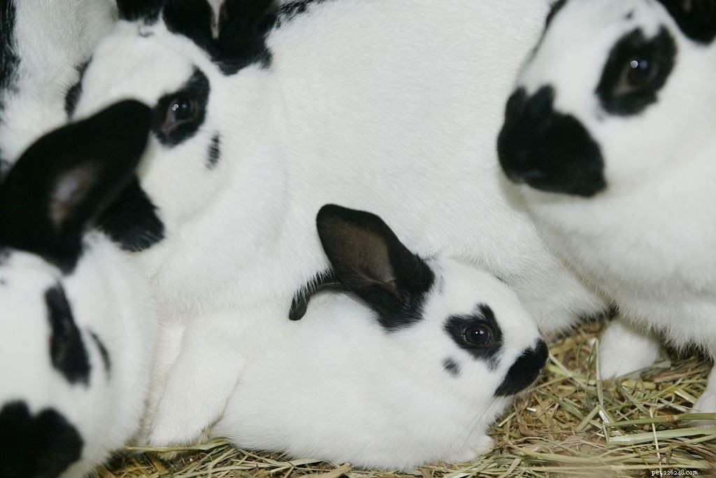 43 Rabbit Breeds Ideal for Your Home