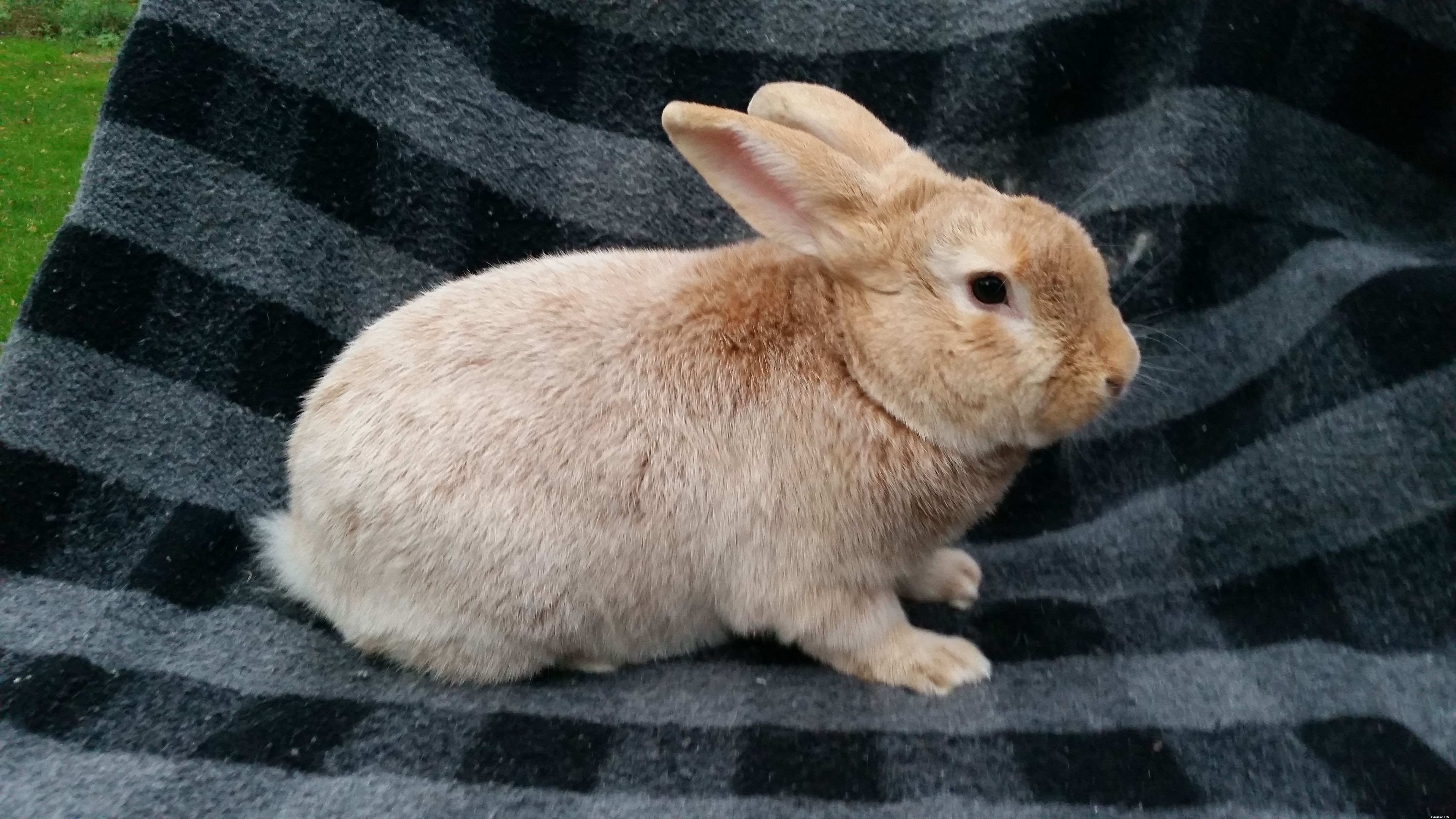 43 Rabbit Breeds Ideal for Your Home