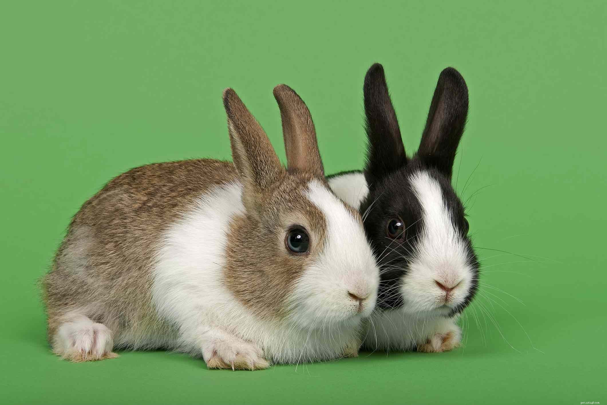 43 Rabbit Breeds Ideal for Your Home