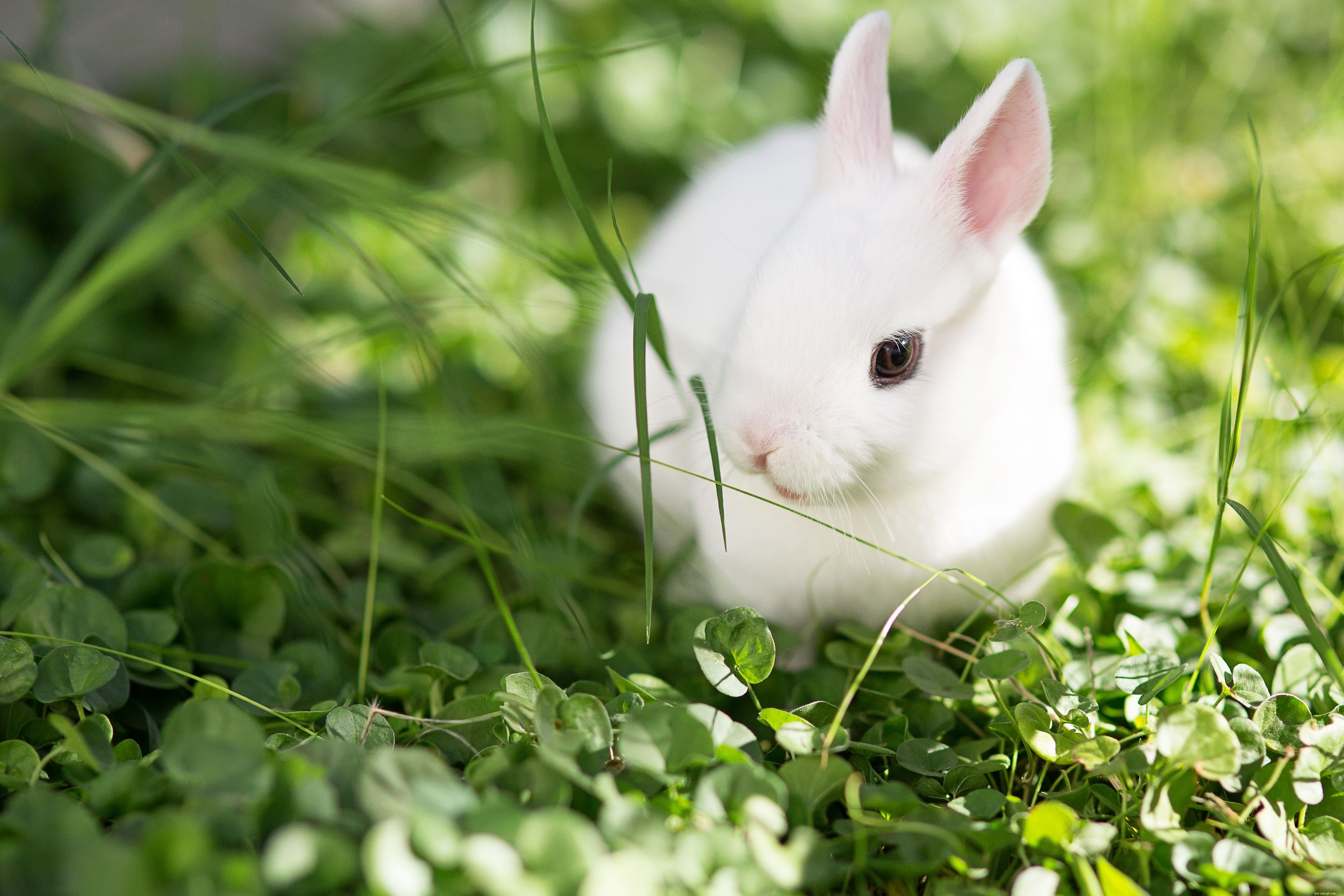 43 Rabbit Breeds Ideal for Your Home