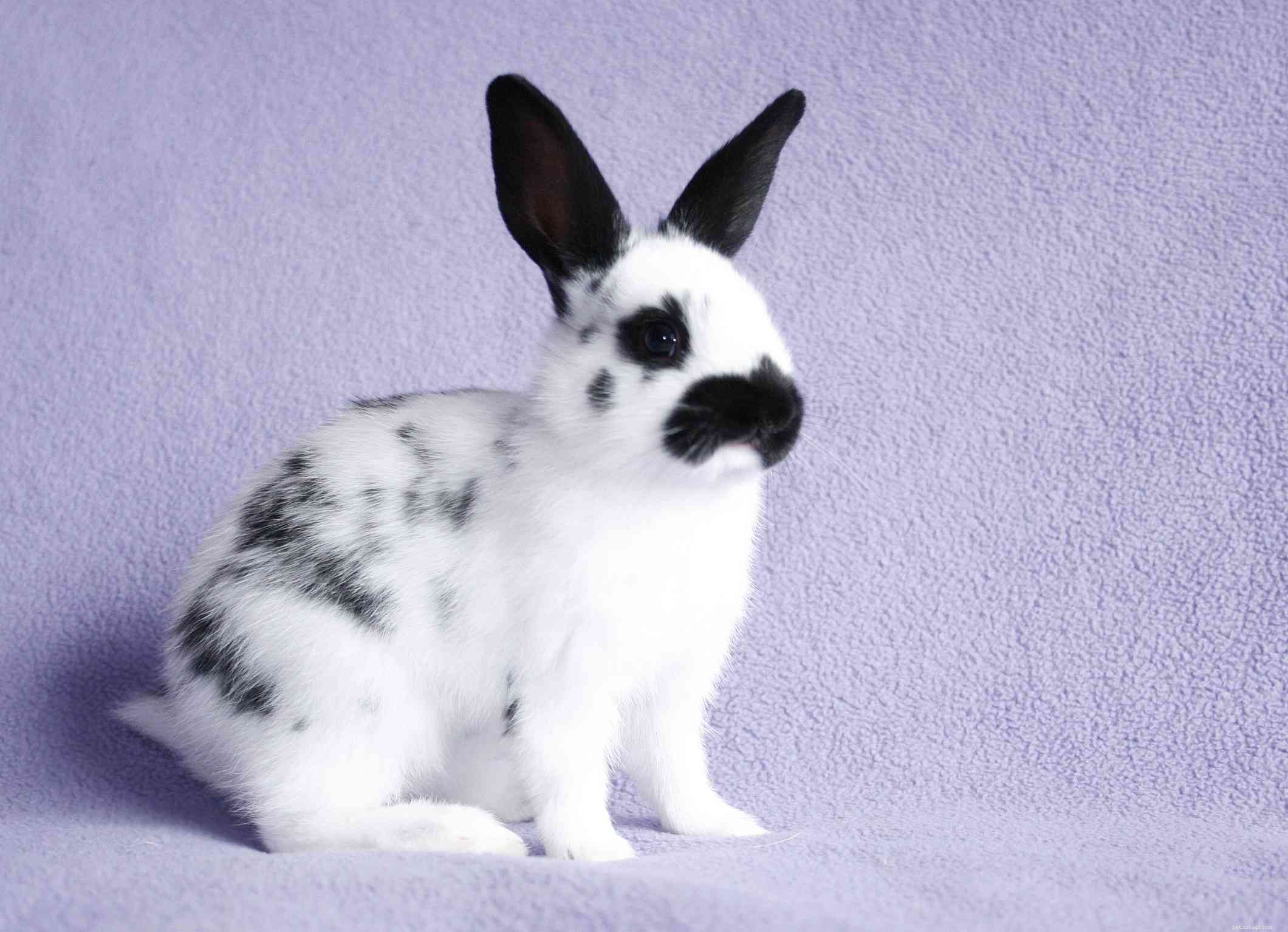 43 Rabbit Breeds Ideal for Your Home
