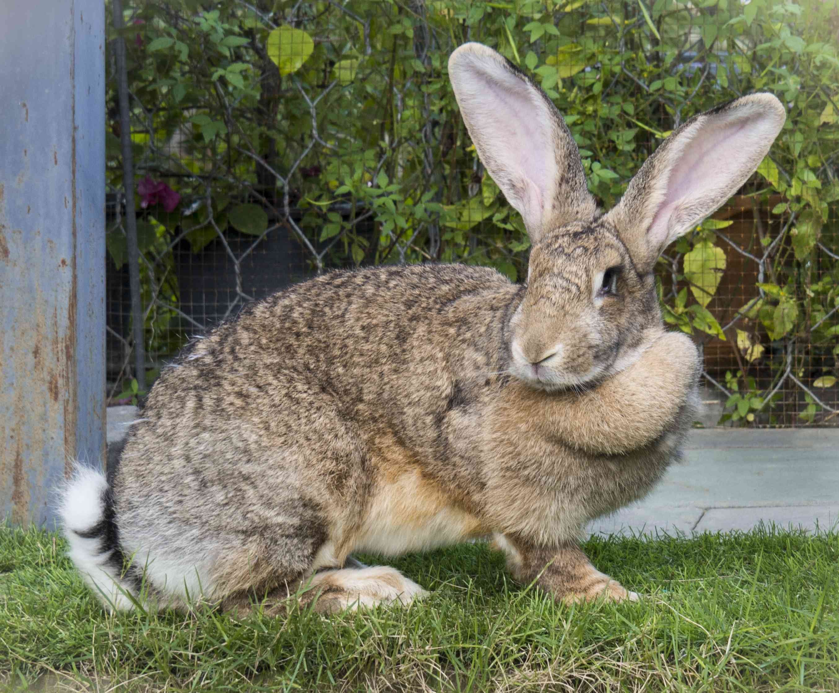 43 Rabbit Breeds Ideal for Your Home