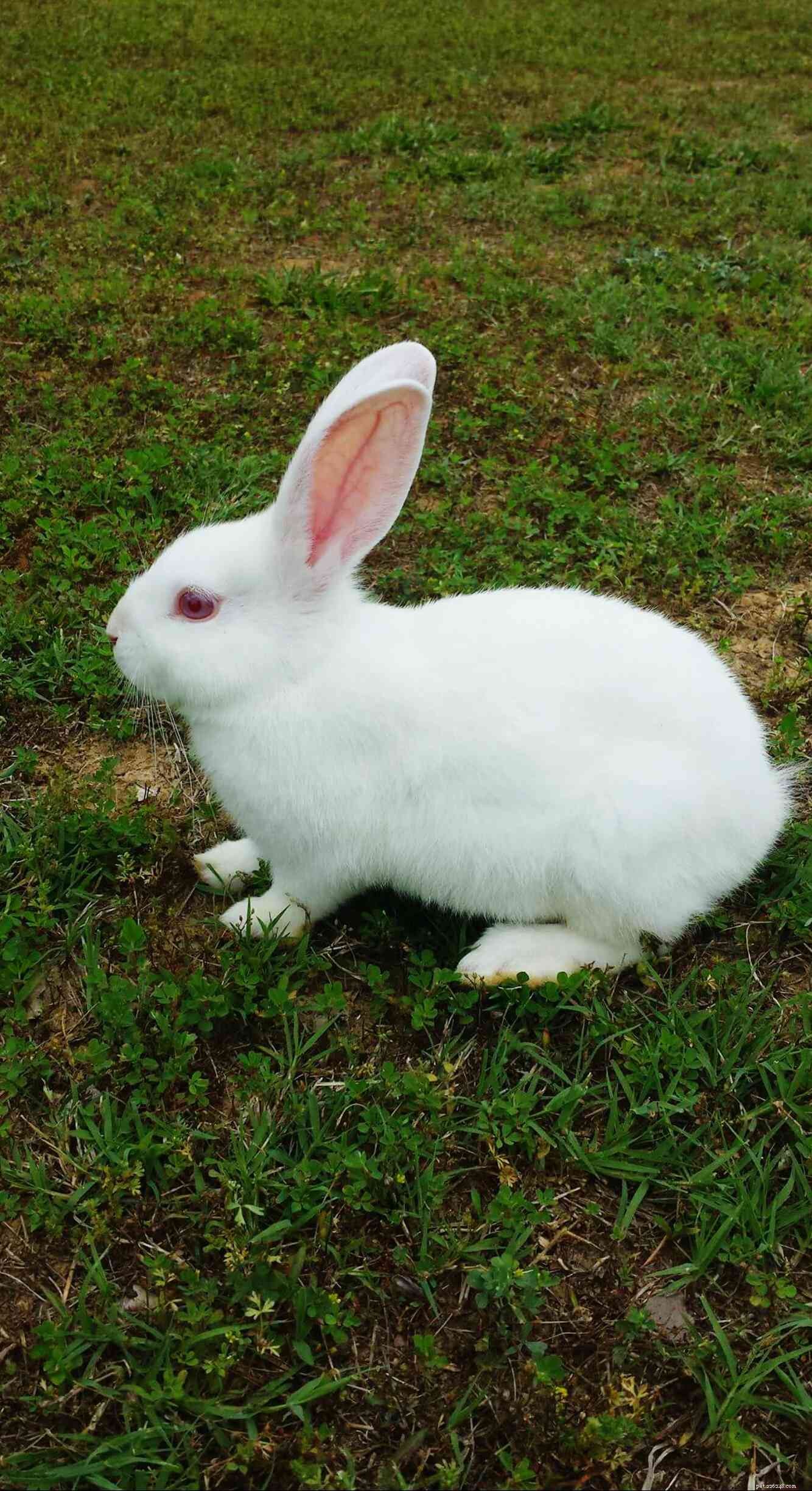 43 Rabbit Breeds Ideal for Your Home