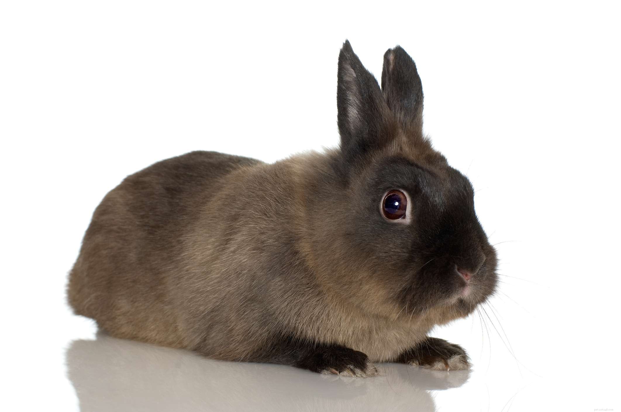 43 Rabbit Breeds Ideal for Your Home
