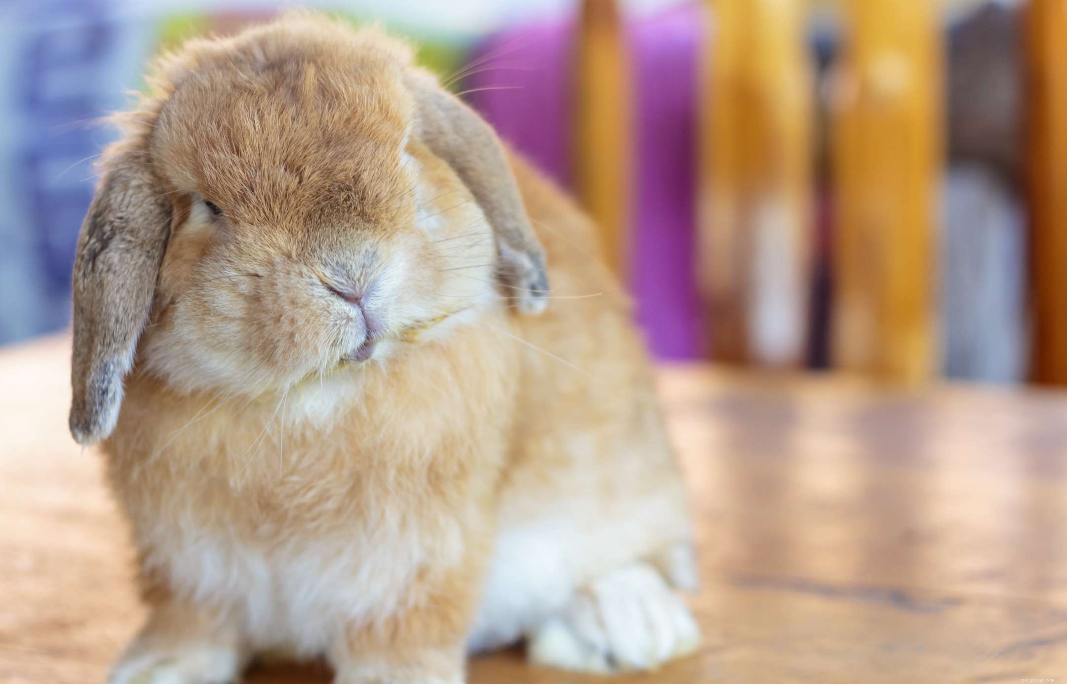 43 Rabbit Breeds Ideal for Your Home