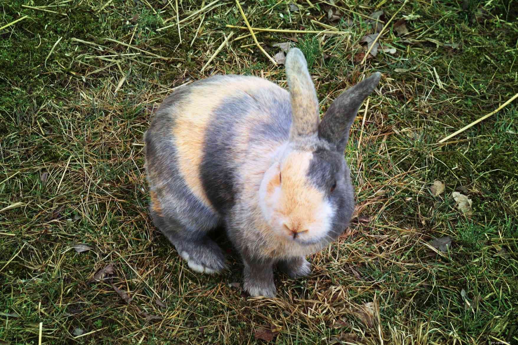 43 Rabbit Breeds Ideal for Your Home