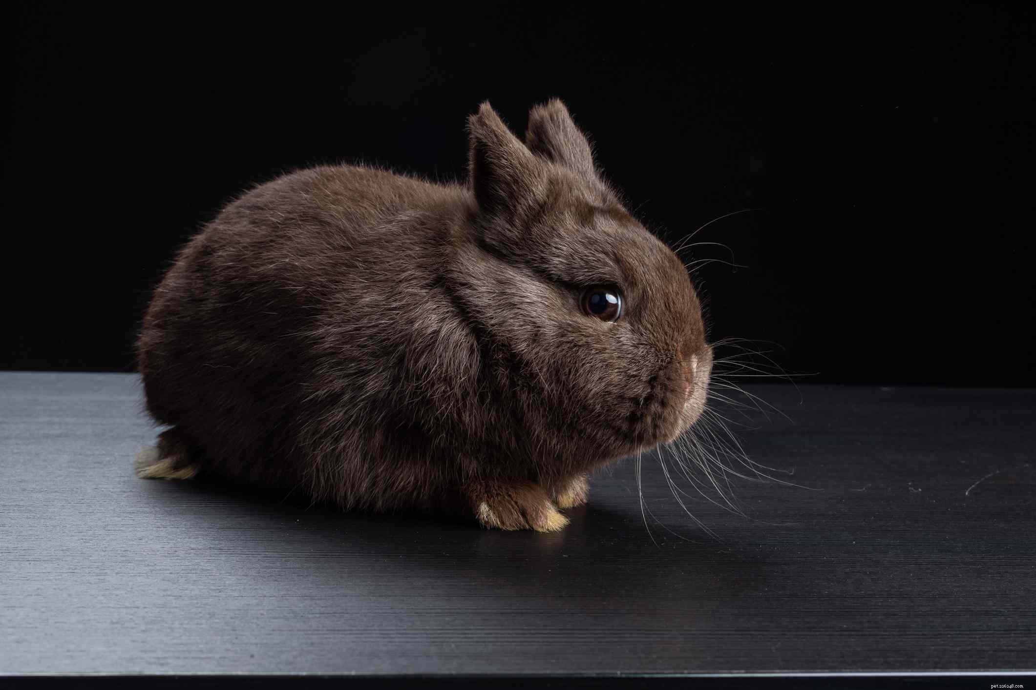 43 Rabbit Breeds Ideal for Your Home