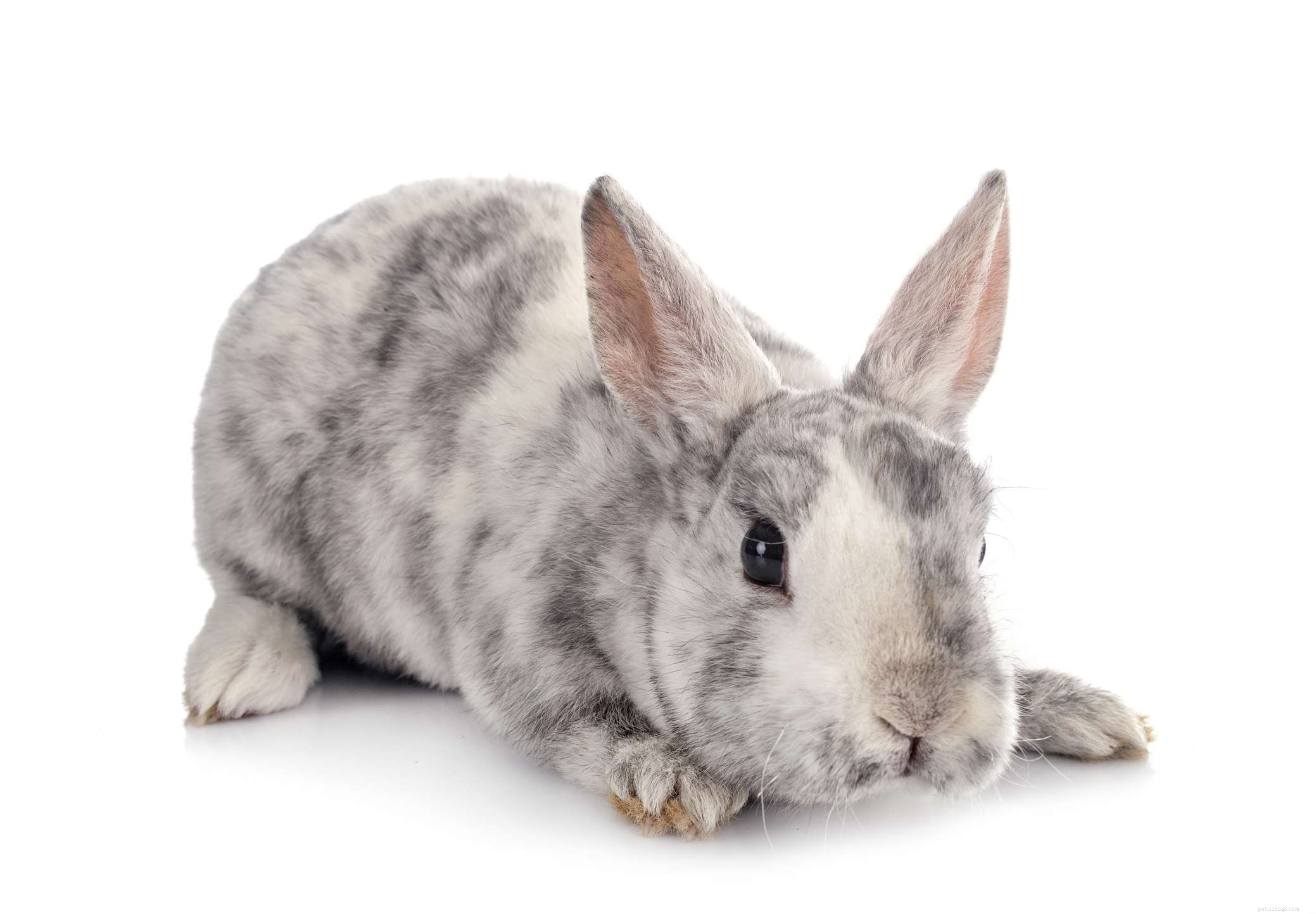 43 Rabbit Breeds Ideal for Your Home