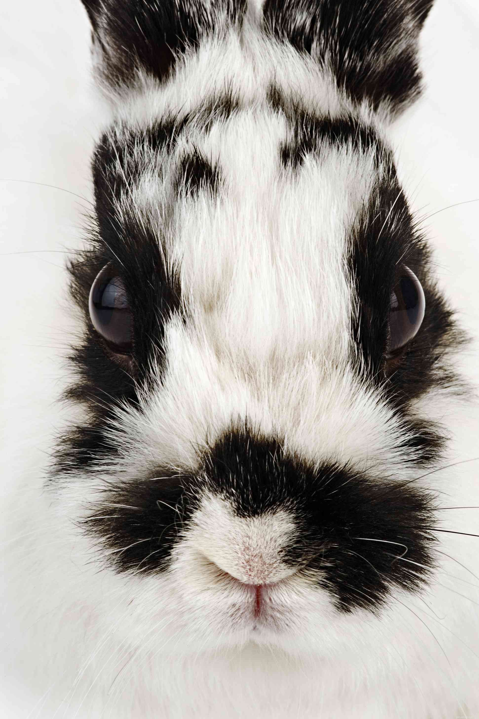43 Rabbit Breeds Ideal for Your Home