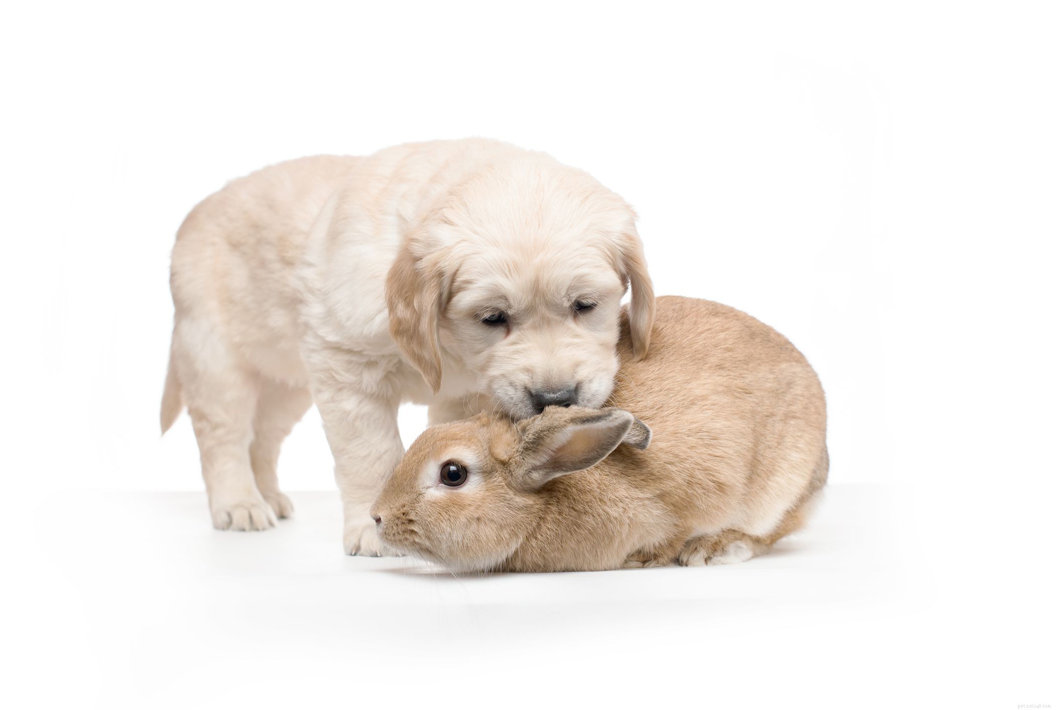 43 Rabbit Breeds Ideal for Your Home