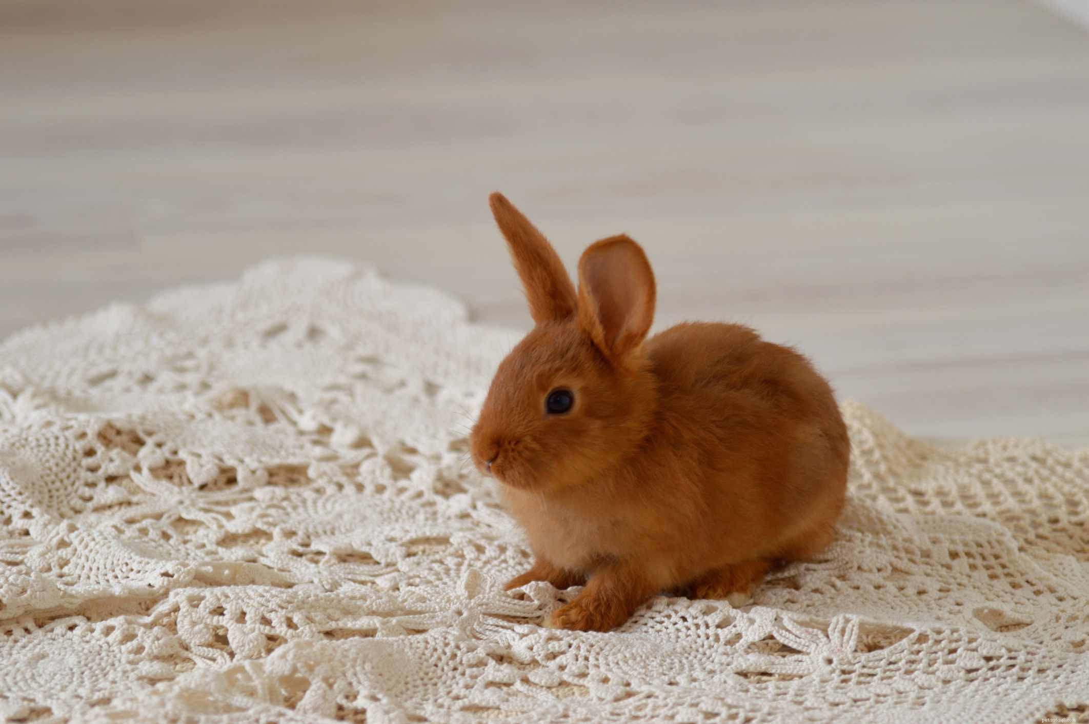 43 Rabbit Breeds Ideal for Your Home