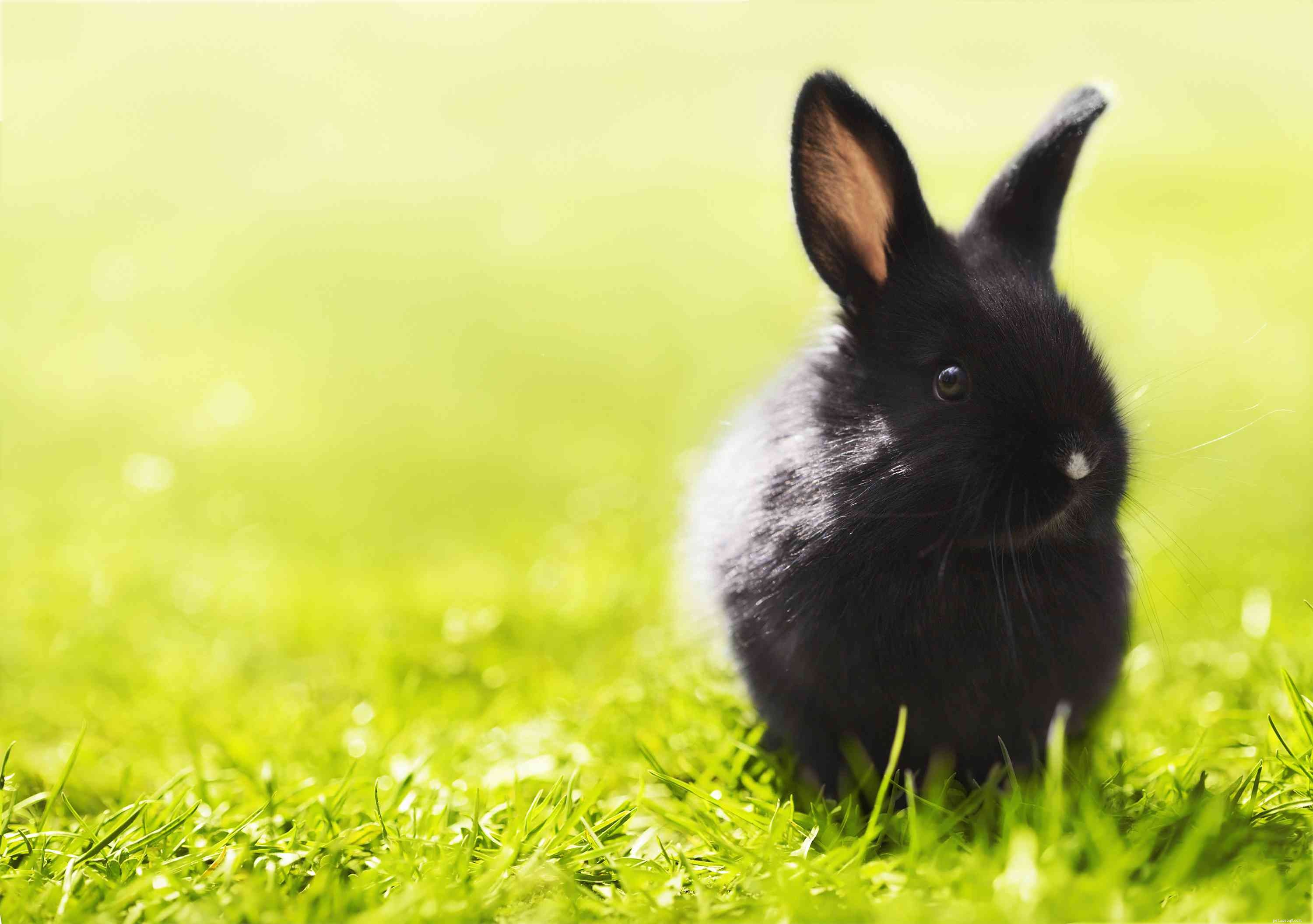 43 Rabbit Breeds Ideal for Your Home
