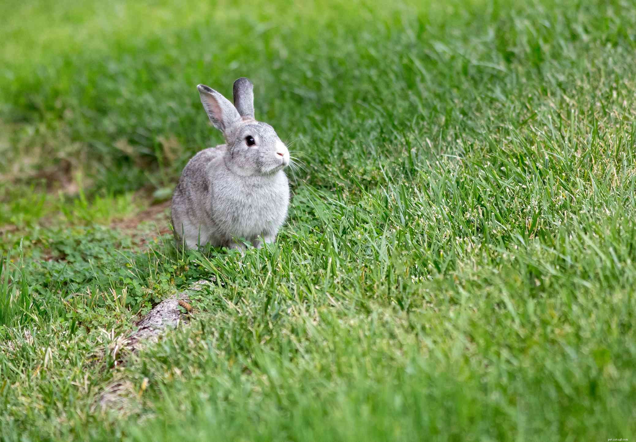 43 Rabbit Breeds Ideal for Your Home