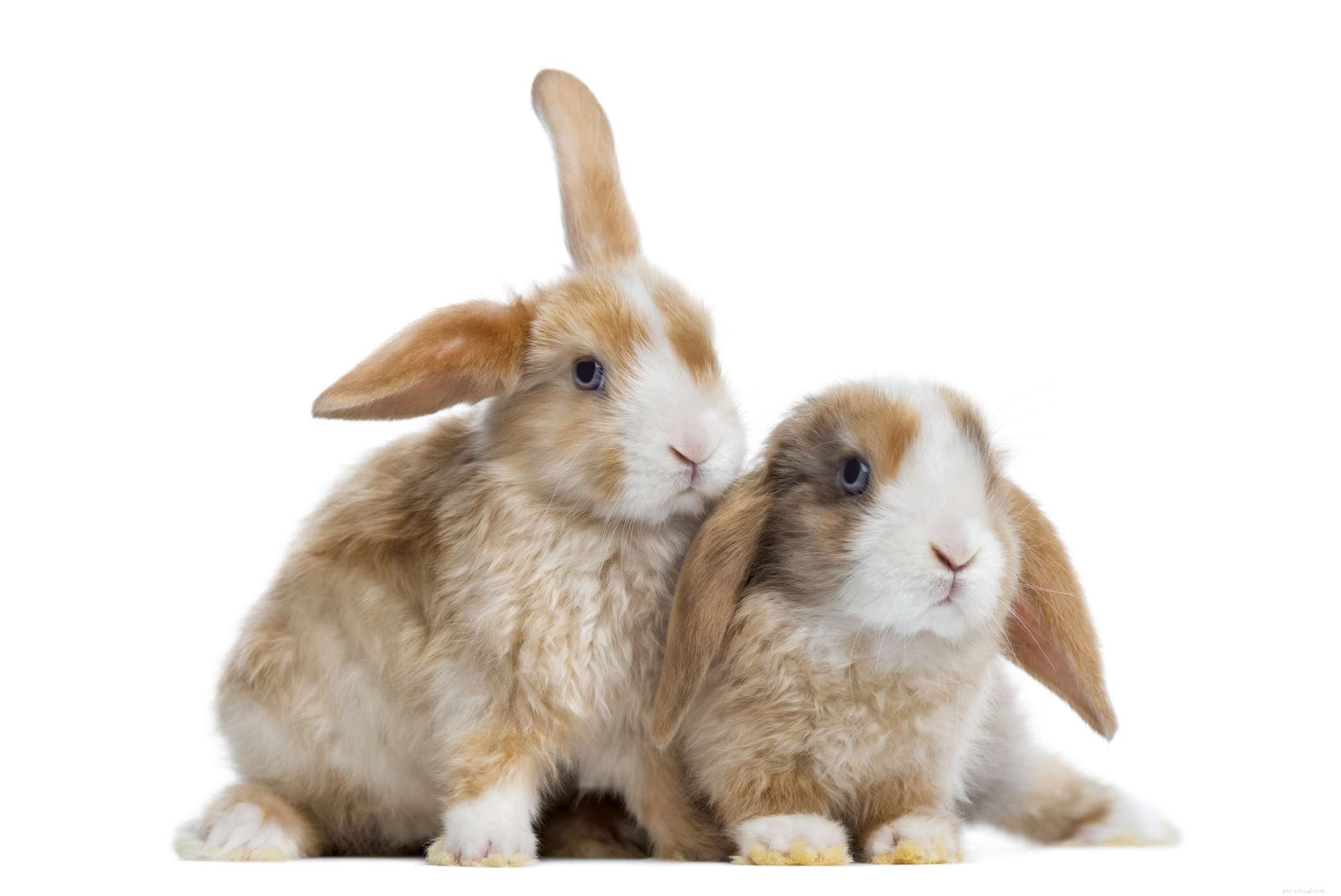 43 Rabbit Breeds Ideal for Your Home