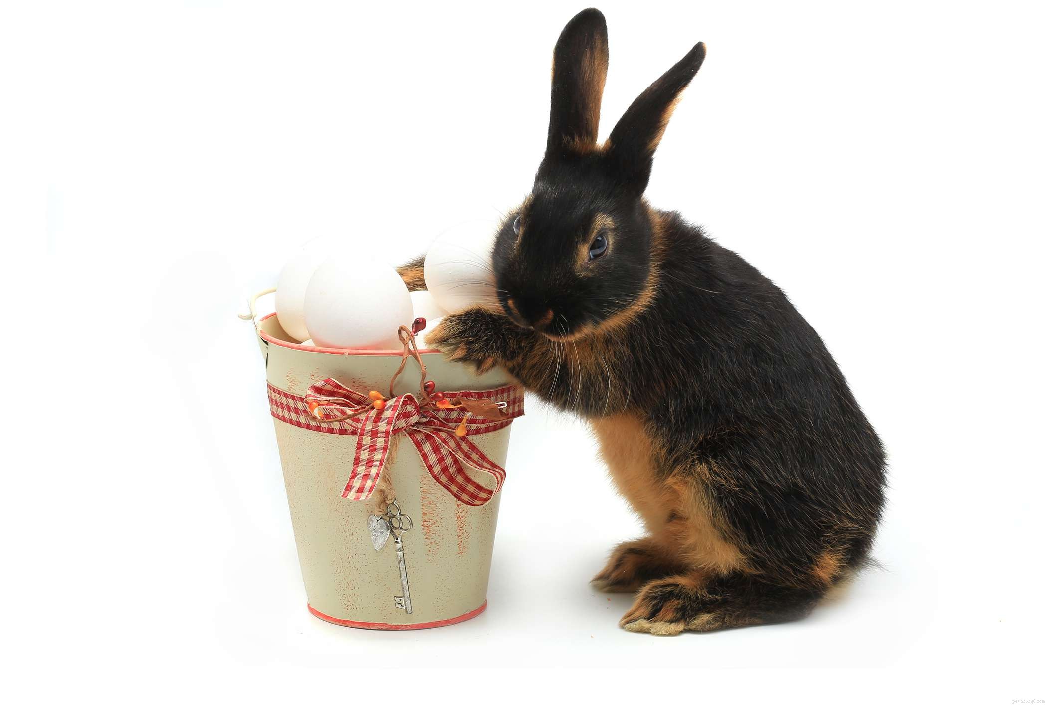 43 Rabbit Breeds Ideal for Your Home