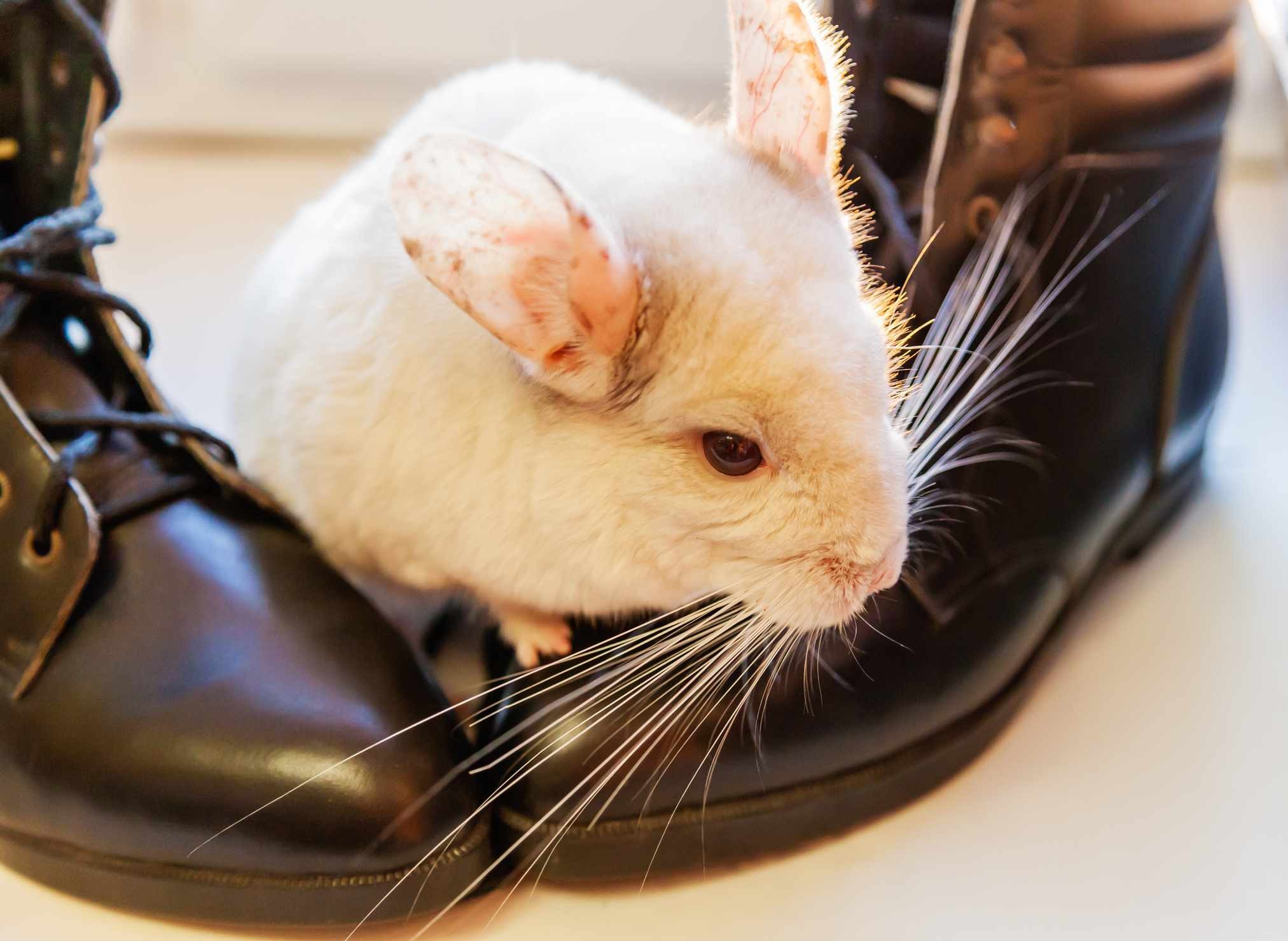 43 Rabbit Breeds Ideal for Your Home