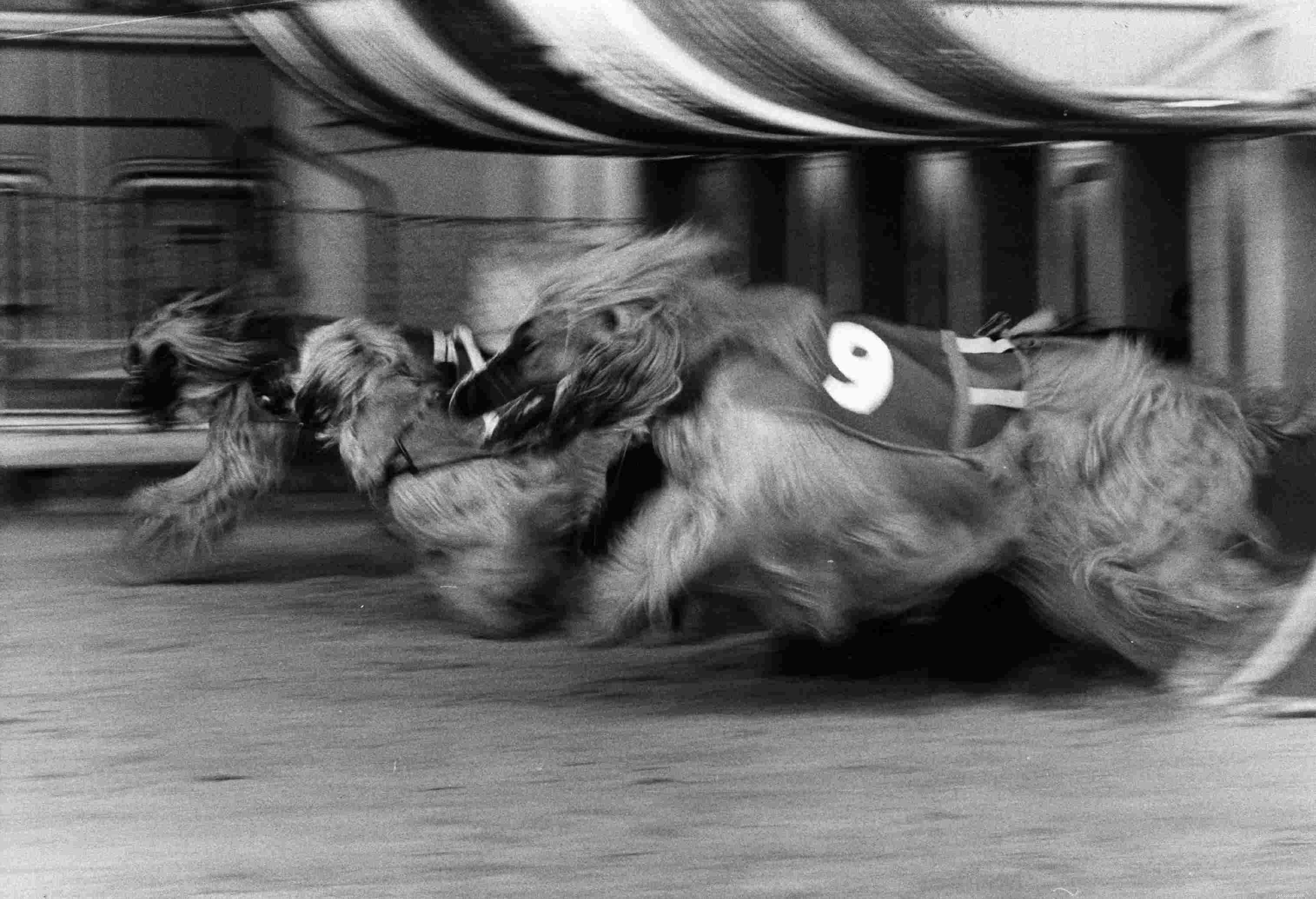 Afghan Hound: Elegant Breed Traits, Care, and Adoption Guide