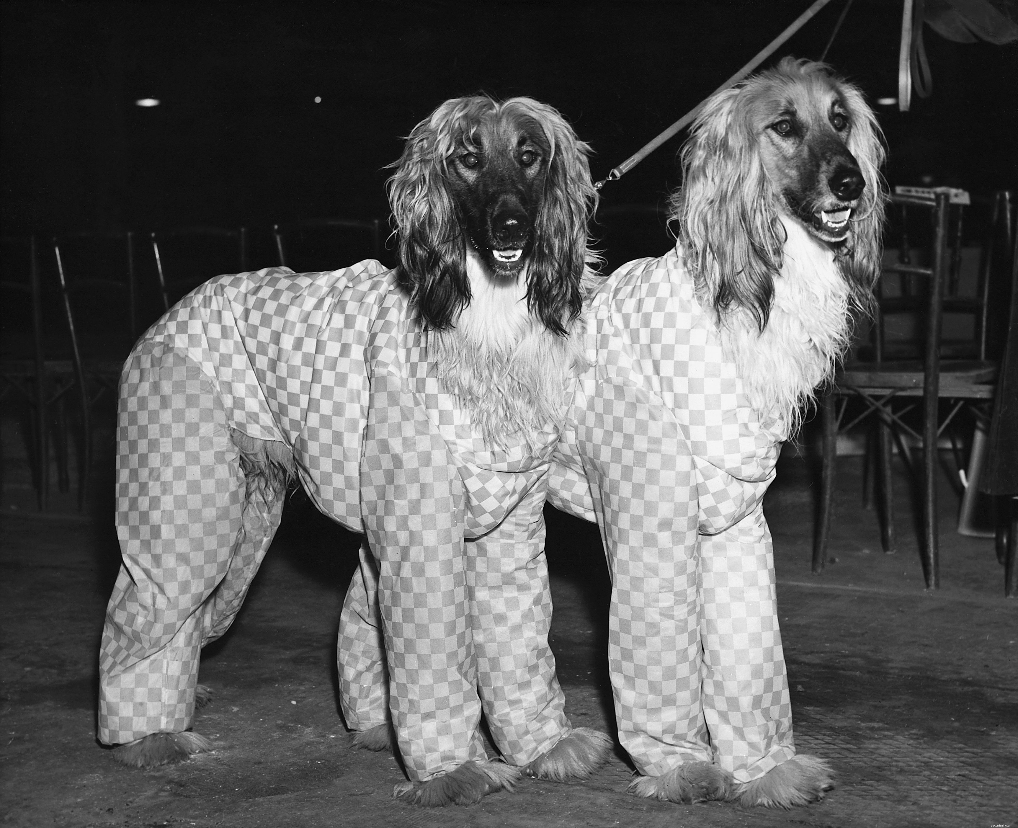 Afghan Hound: Elegant Breed Traits, Care, and Adoption Guide