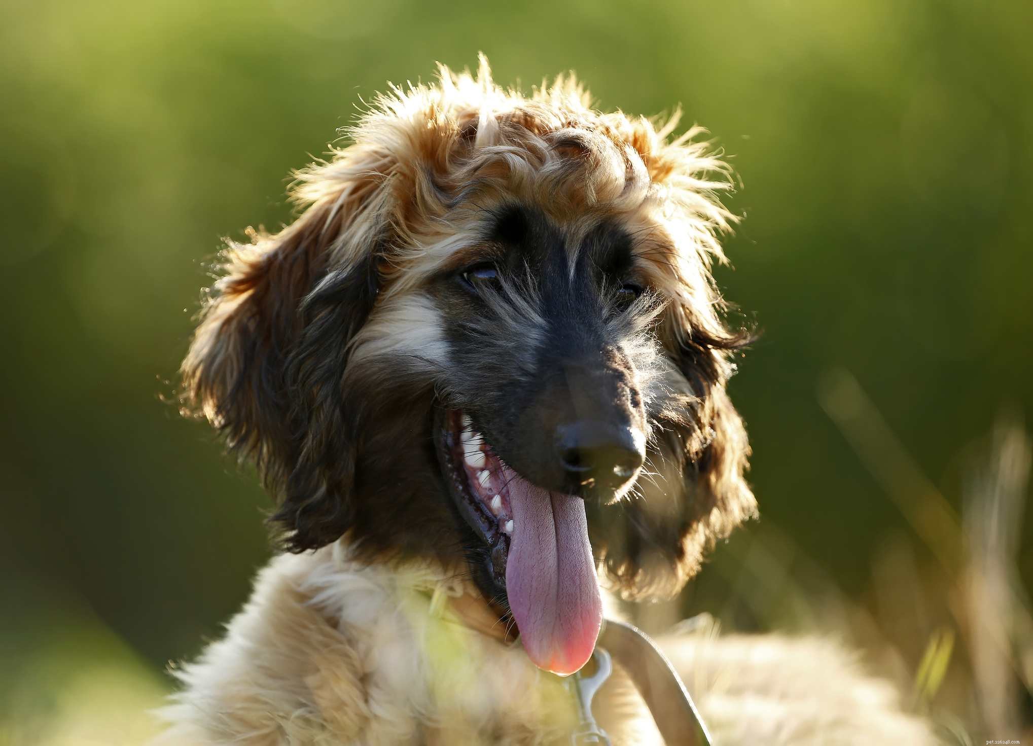 Afghan Hound: Elegant Breed Traits, Care, and Adoption Guide