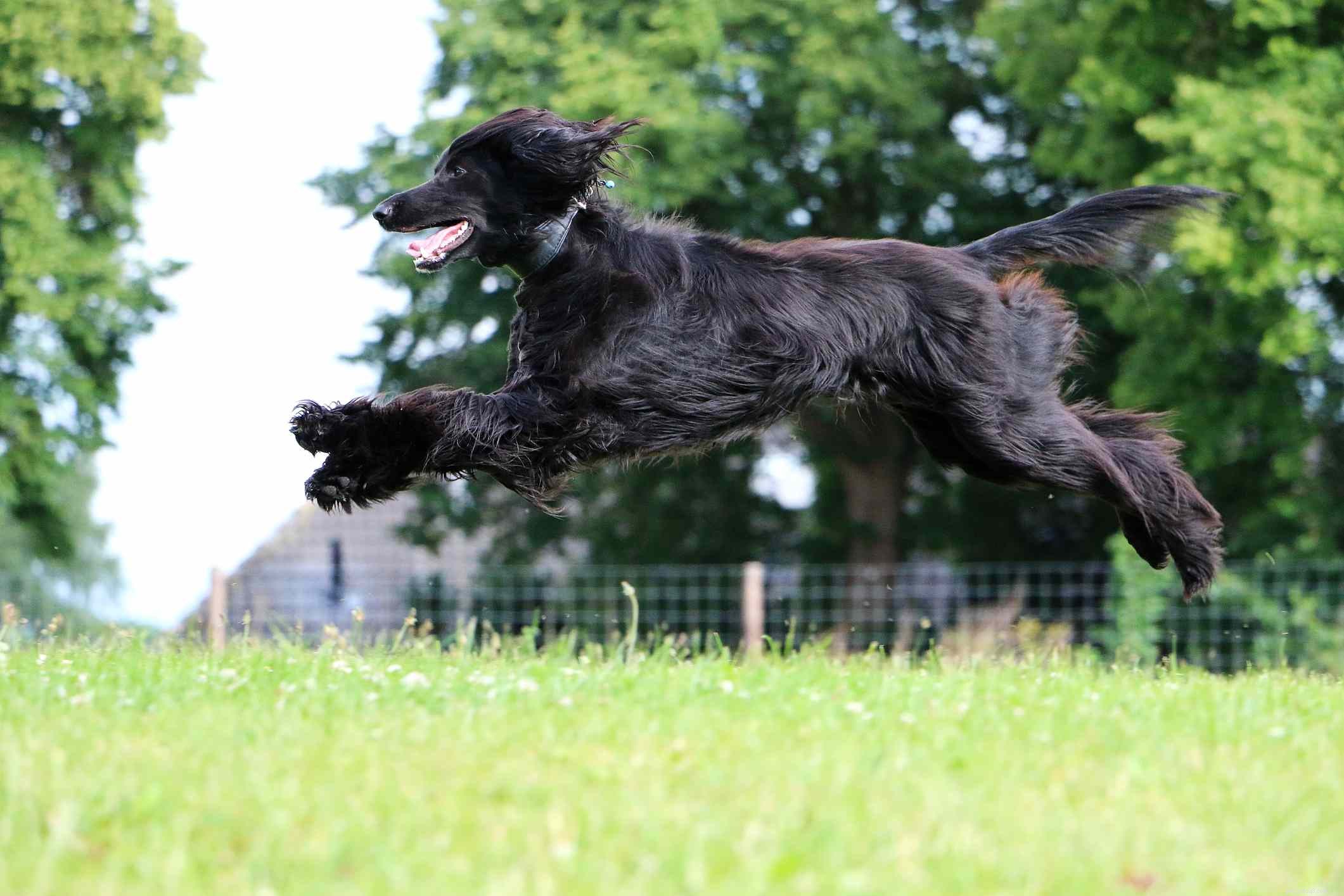 Afghan Hound: Elegant Breed Traits, Care, and Adoption Guide
