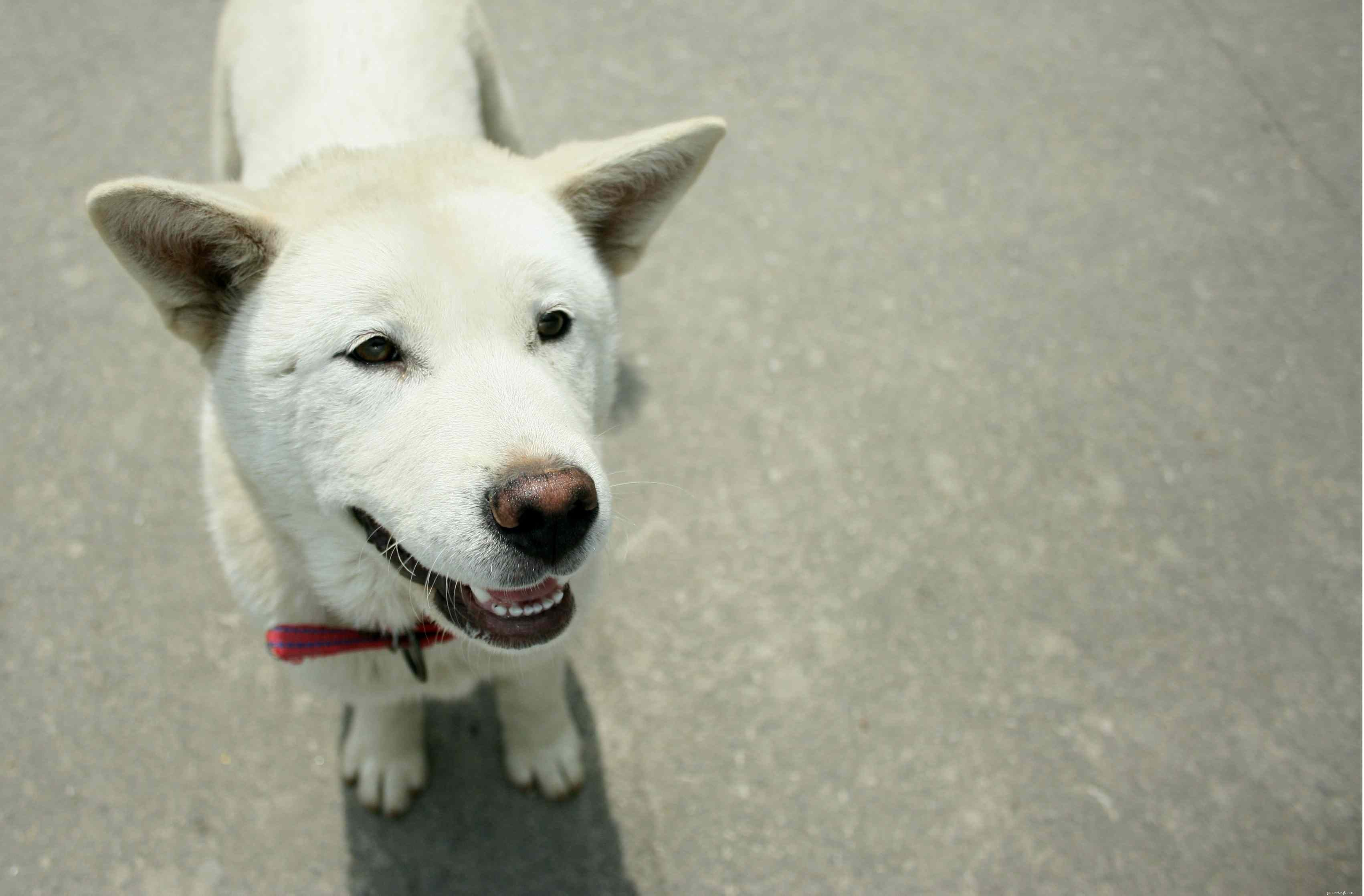 Korean Jindo Dog: Traits, Training & Care Guide
