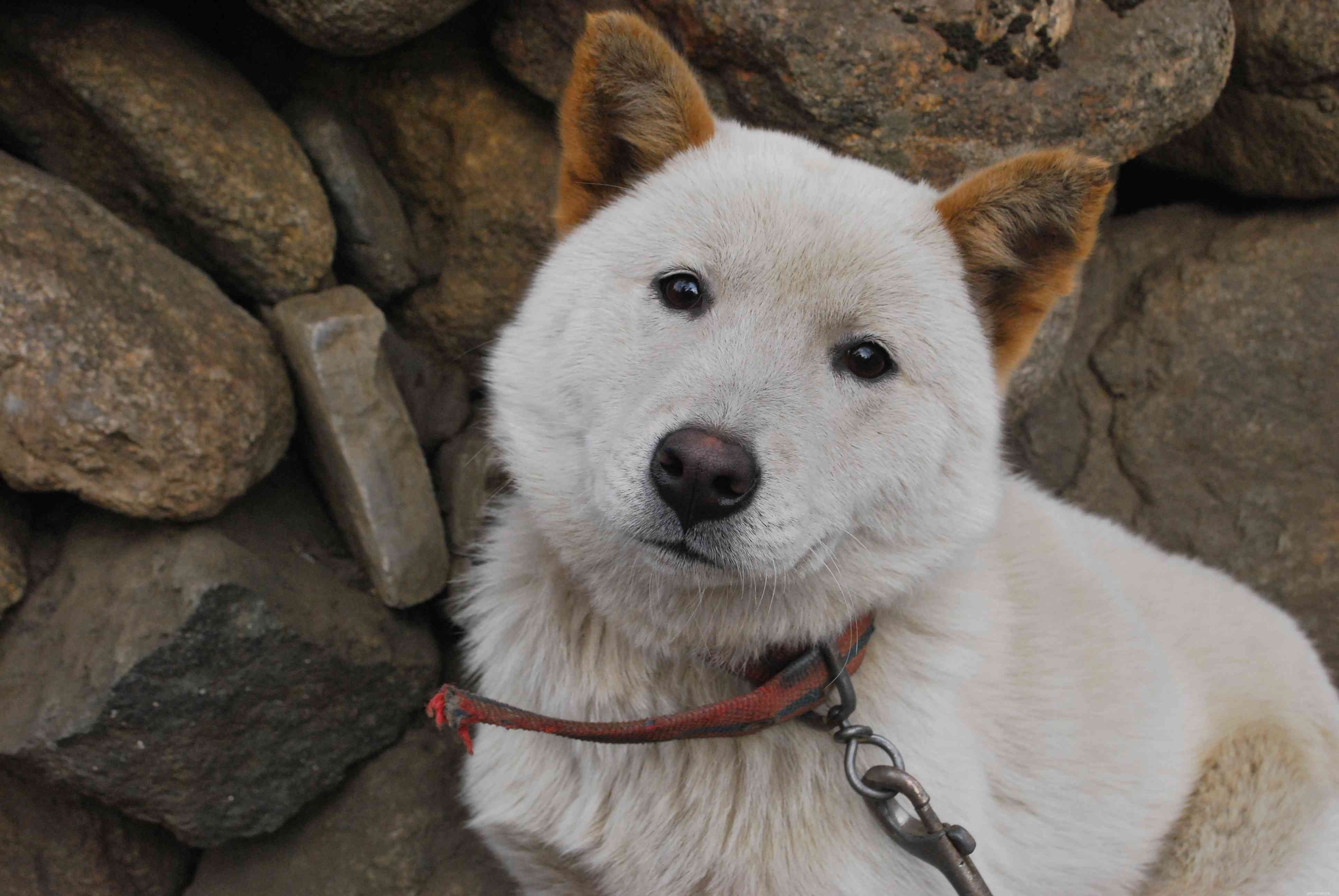 Korean Jindo Dog: Traits, Training & Care Guide