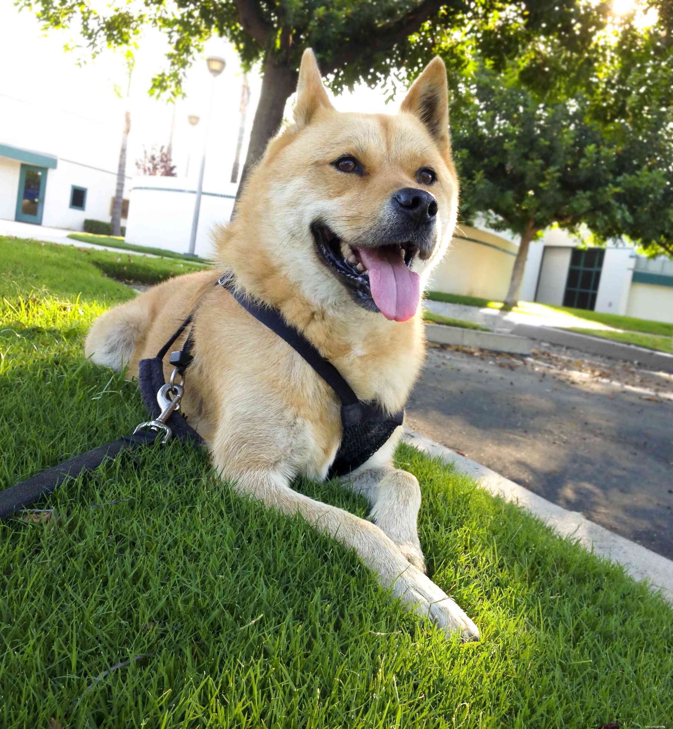 Korean Jindo Dog: Traits, Training & Care Guide