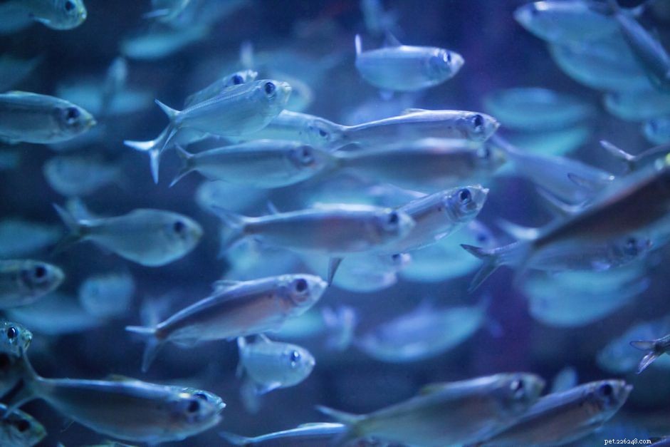 Effective Freshwater Dip: A Quick, Safe Treatment for Saltwater Fish Parasites