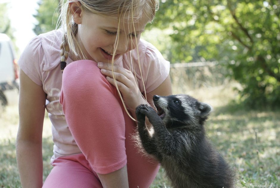 Raccoon Diet: Expert Guide to Feeding Your Pet