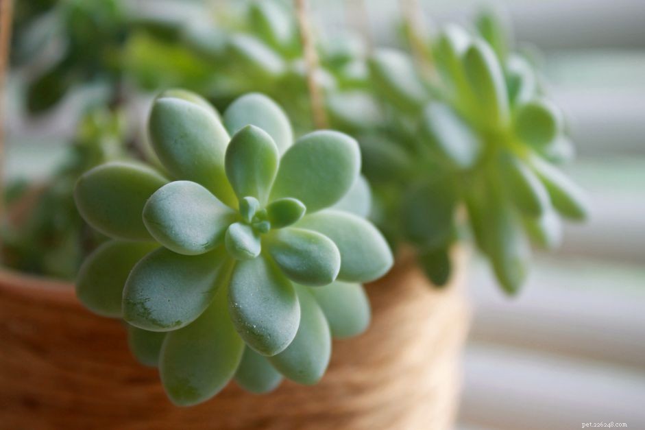 Safe Houseplants for Pet Birds: A Comprehensive Guide