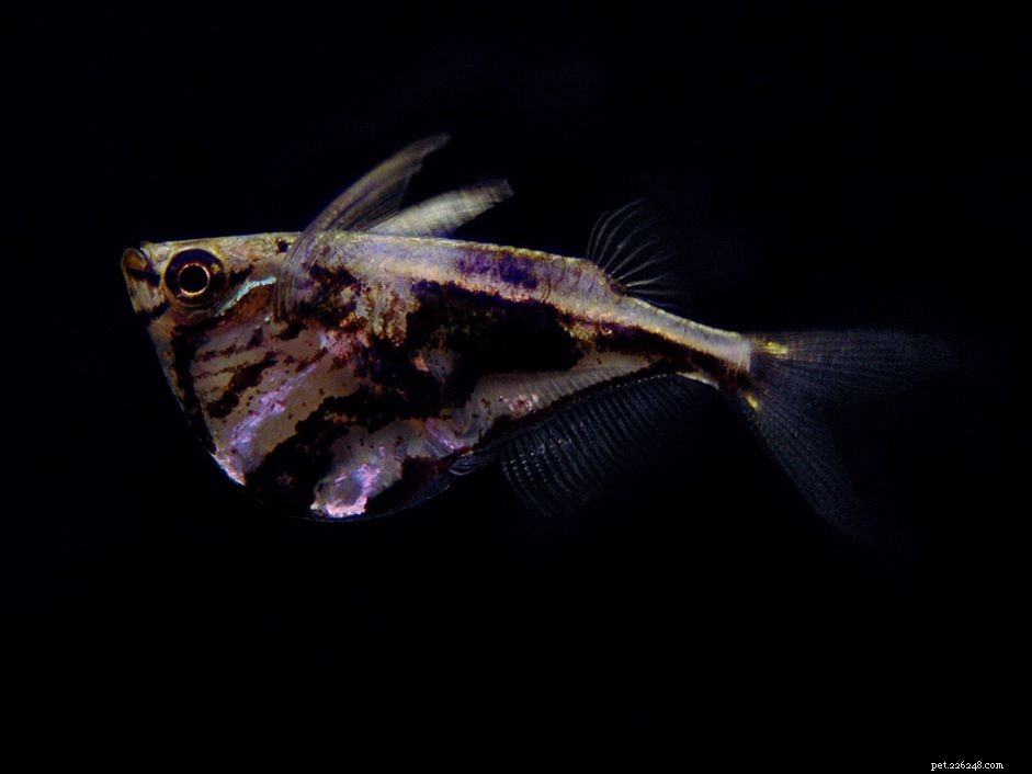 M Fish Species: Common & Scientific Names You Need to Know