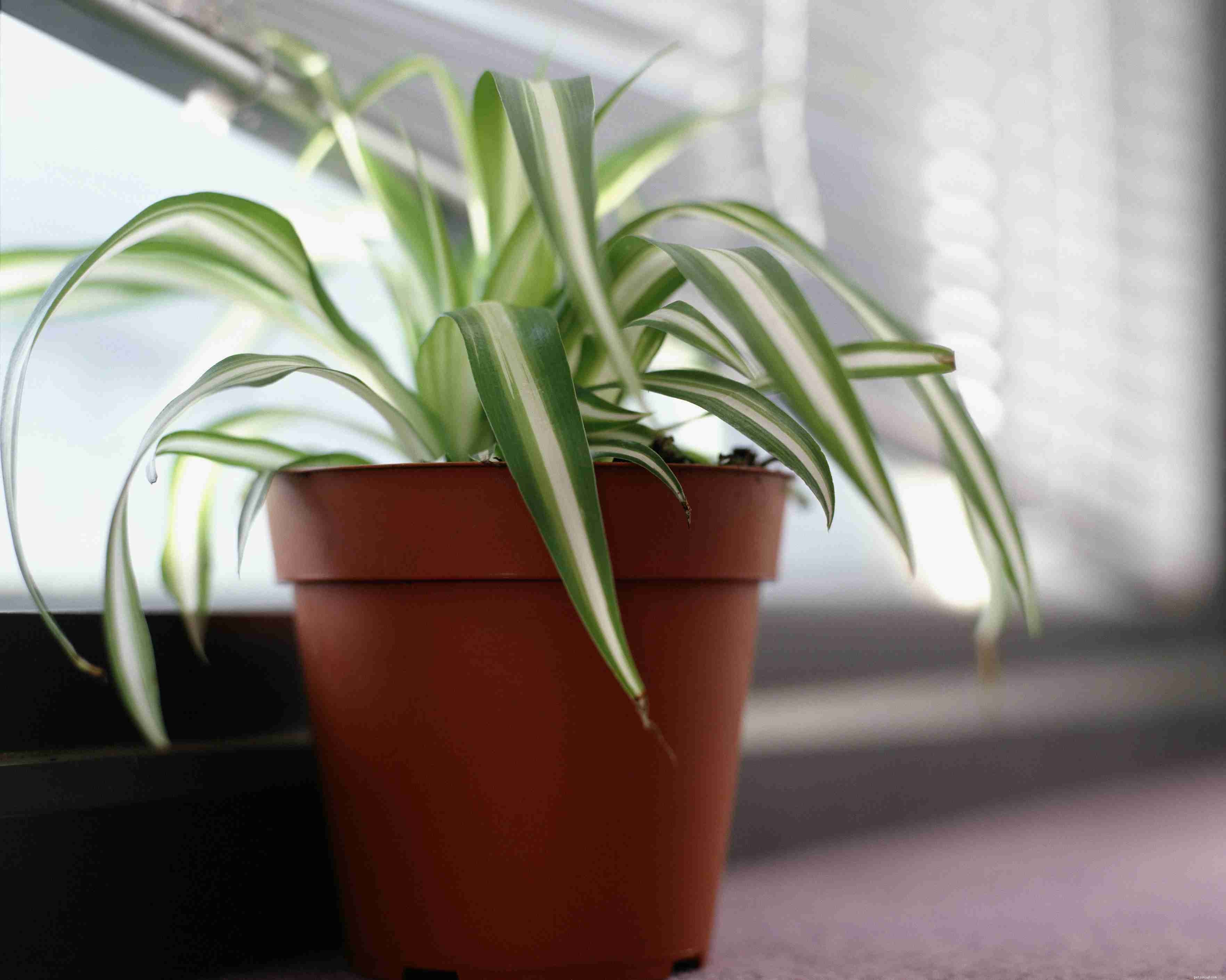 Safe Houseplants for Pet Birds: A Comprehensive Guide