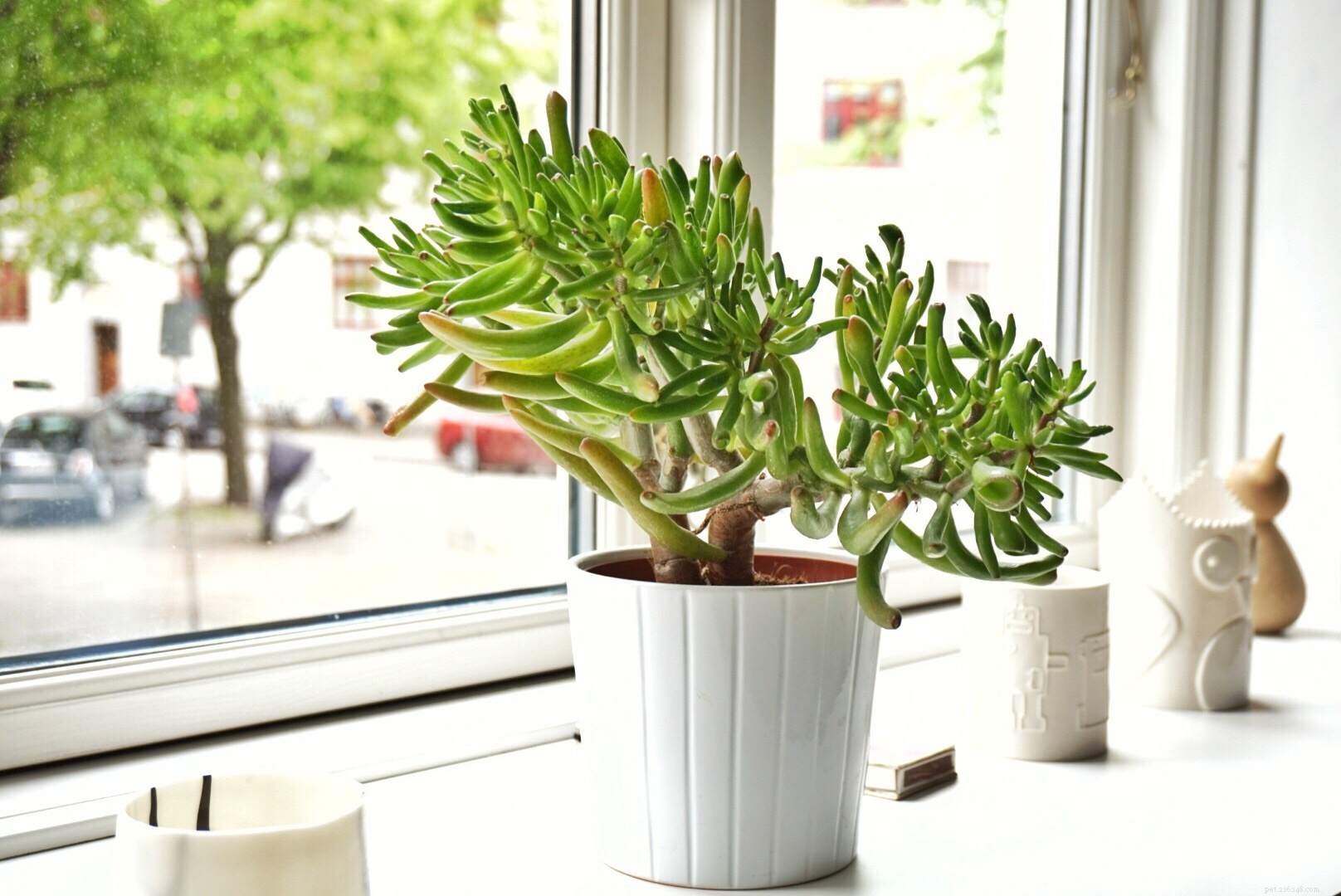 Safe Houseplants for Pet Birds: A Comprehensive Guide
