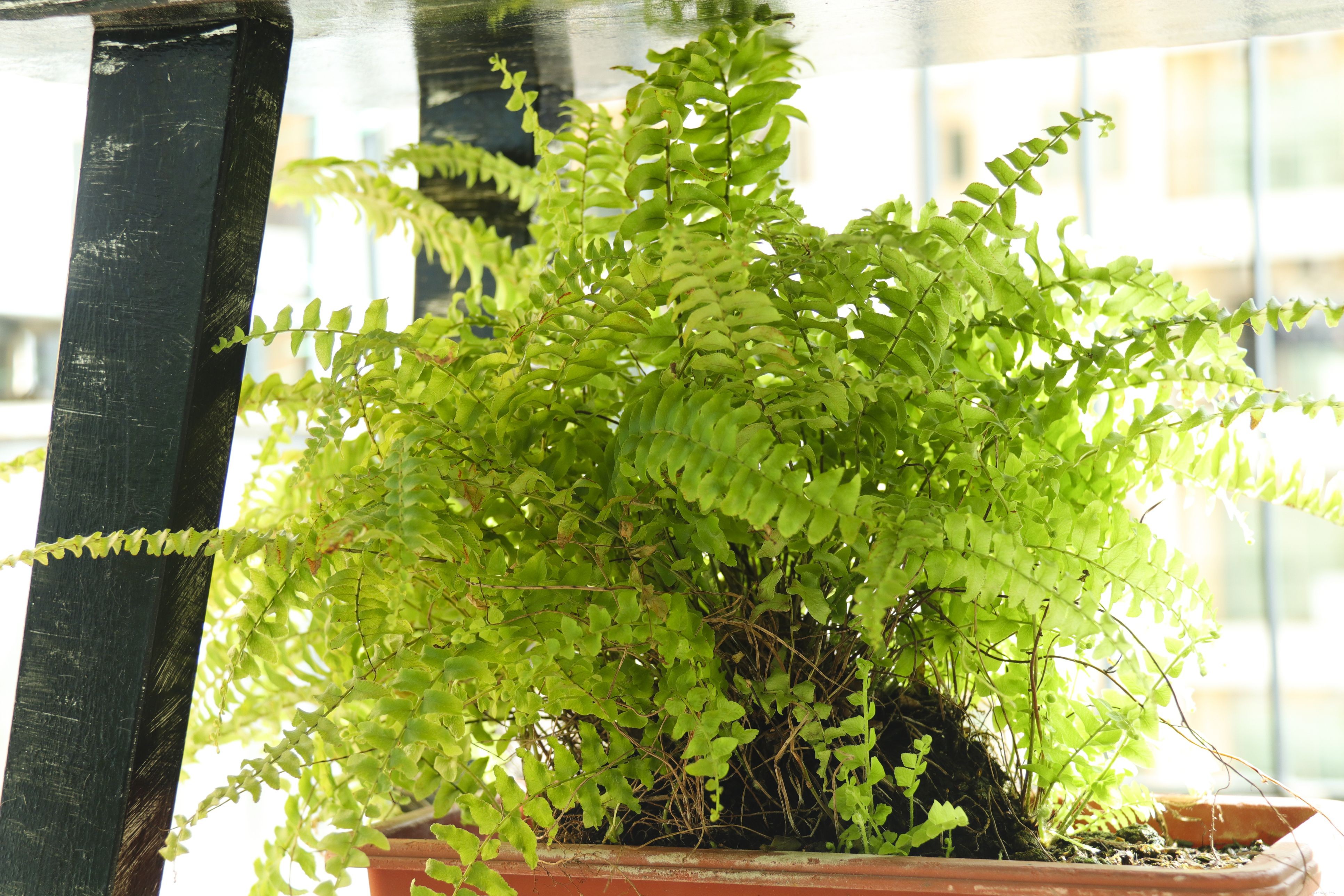 Safe Houseplants for Pet Birds: A Comprehensive Guide