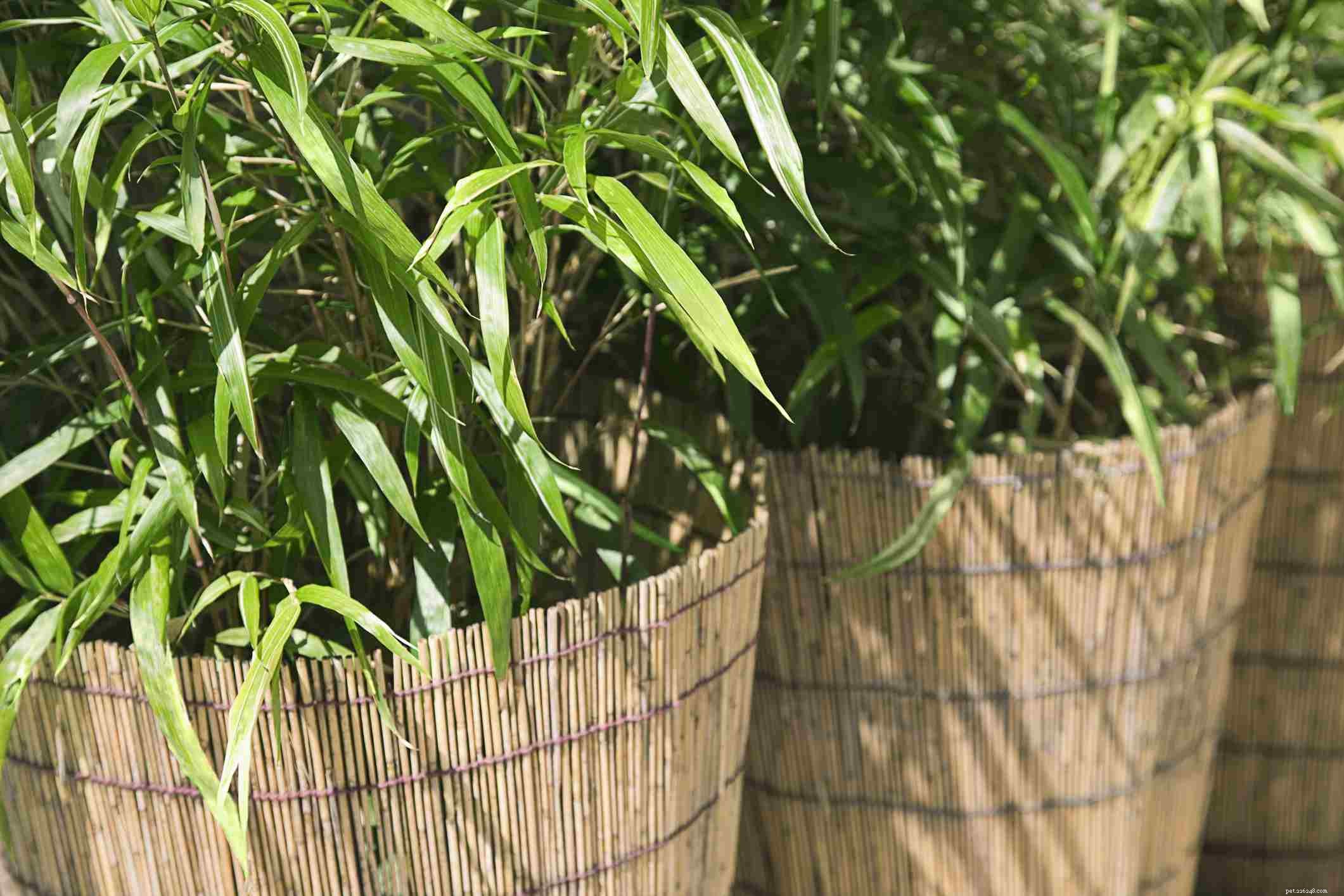 Safe Houseplants for Pet Birds: A Comprehensive Guide