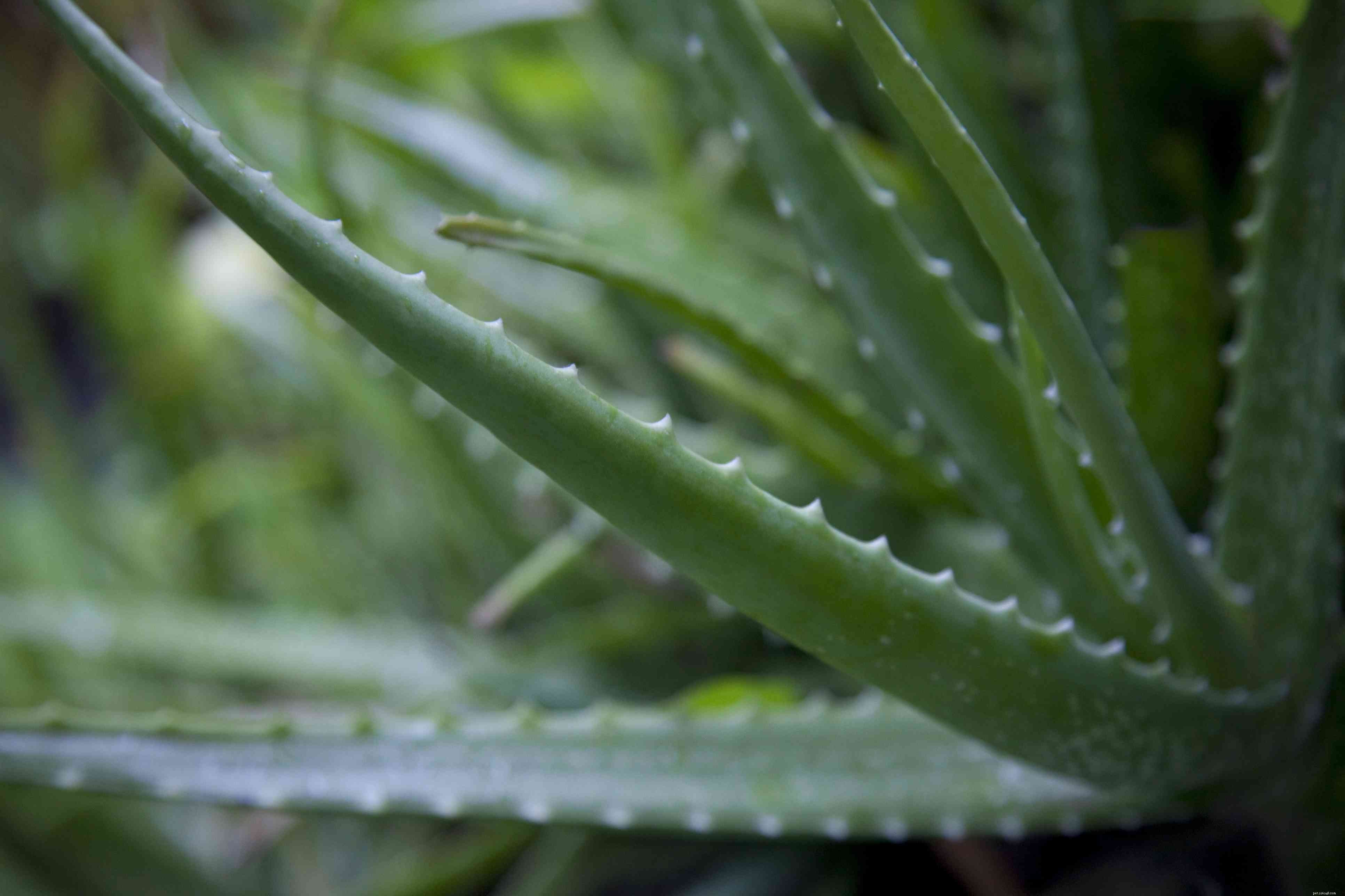 Safe Houseplants for Pet Birds: A Comprehensive Guide