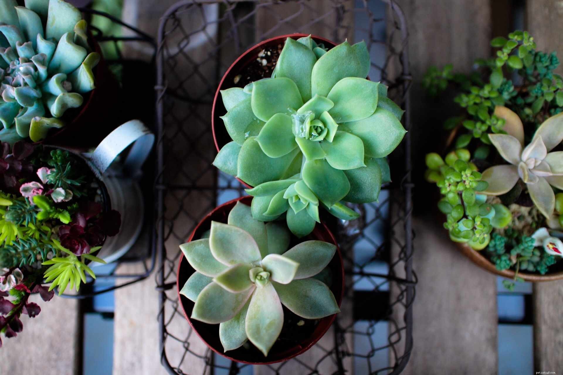 Safe Houseplants for Pet Birds: A Comprehensive Guide