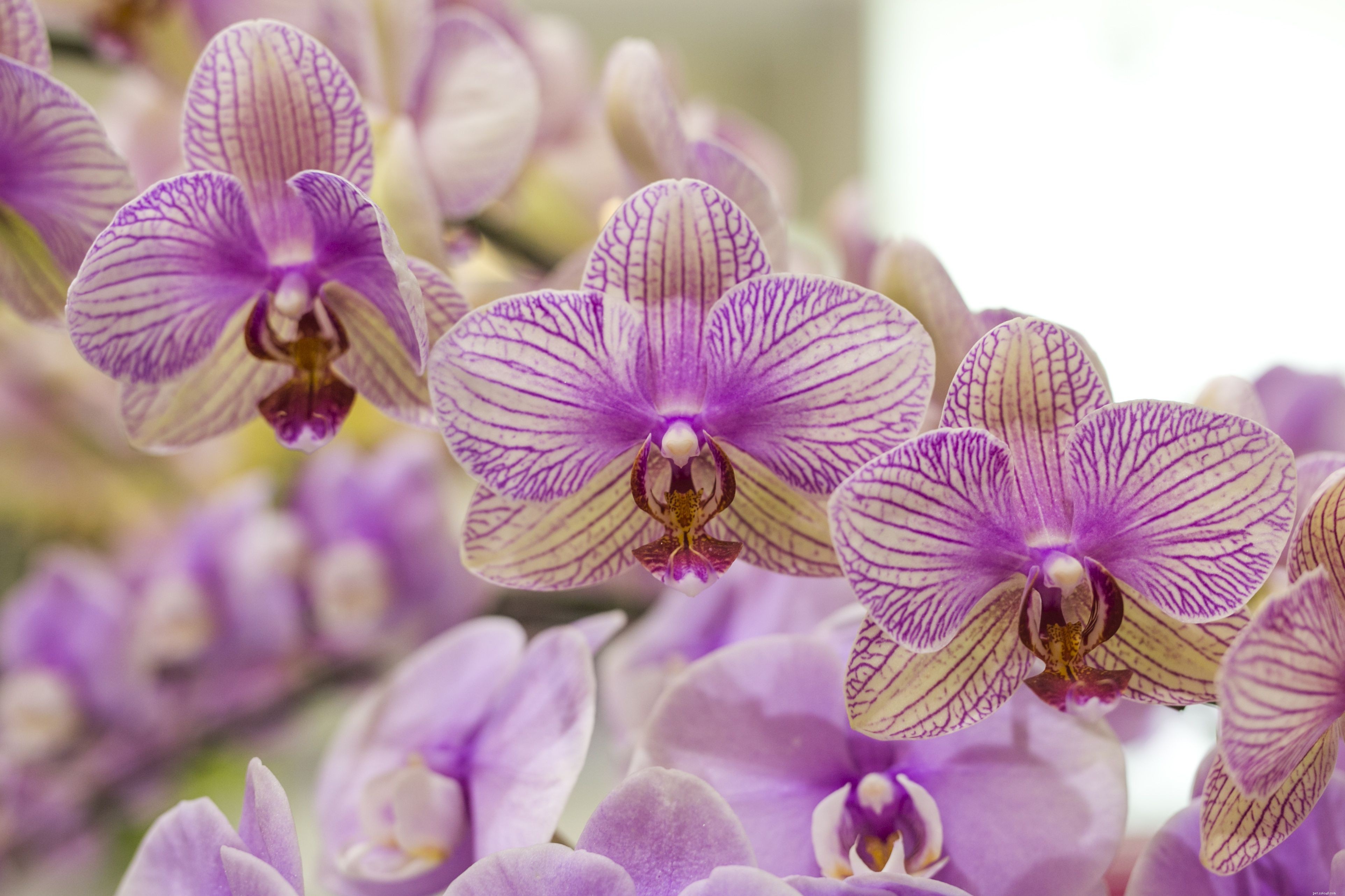 Safe Houseplants for Pet Birds: A Comprehensive Guide