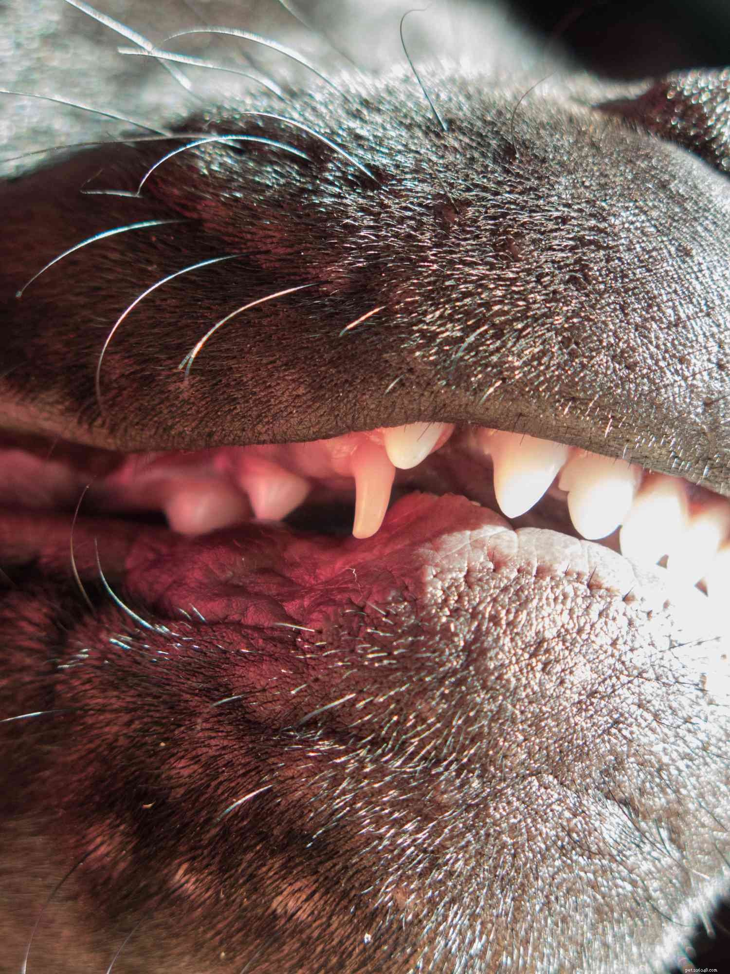 Adult Dog with Baby Teeth? Key Steps to Ensure Healthy Bite and Prevent Complications