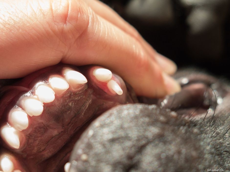 Adult Dog with Baby Teeth? Key Steps to Ensure Healthy Bite and Prevent Complications