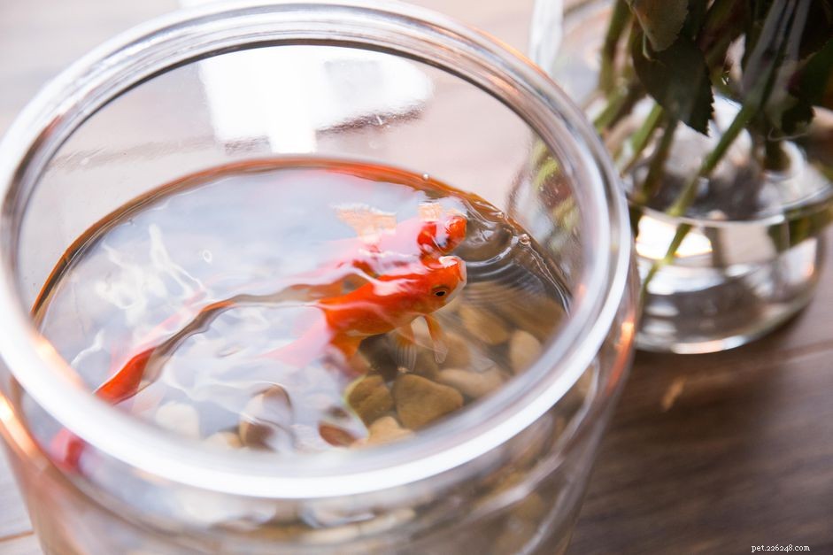 Eliminate and Prevent White Limescale on Aquarium Glass: A Proven Guide