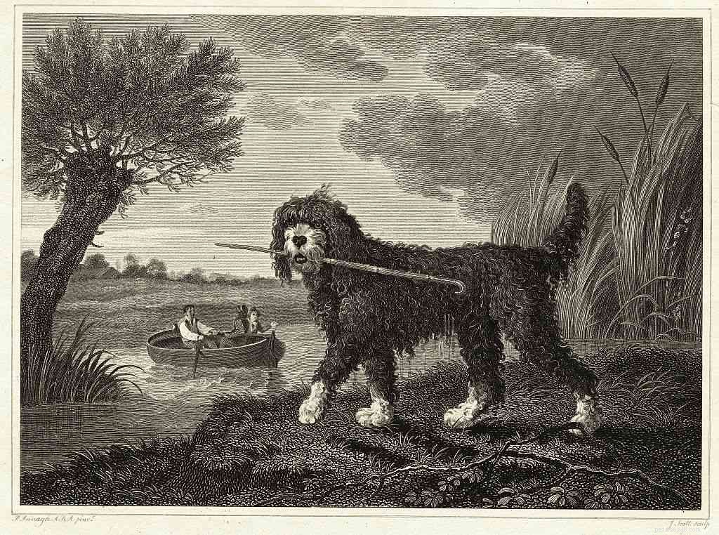 Lagotto Romagnolo: A Comprehensive Guide to Traits, Care, and Truffle‑Hunting Heritage